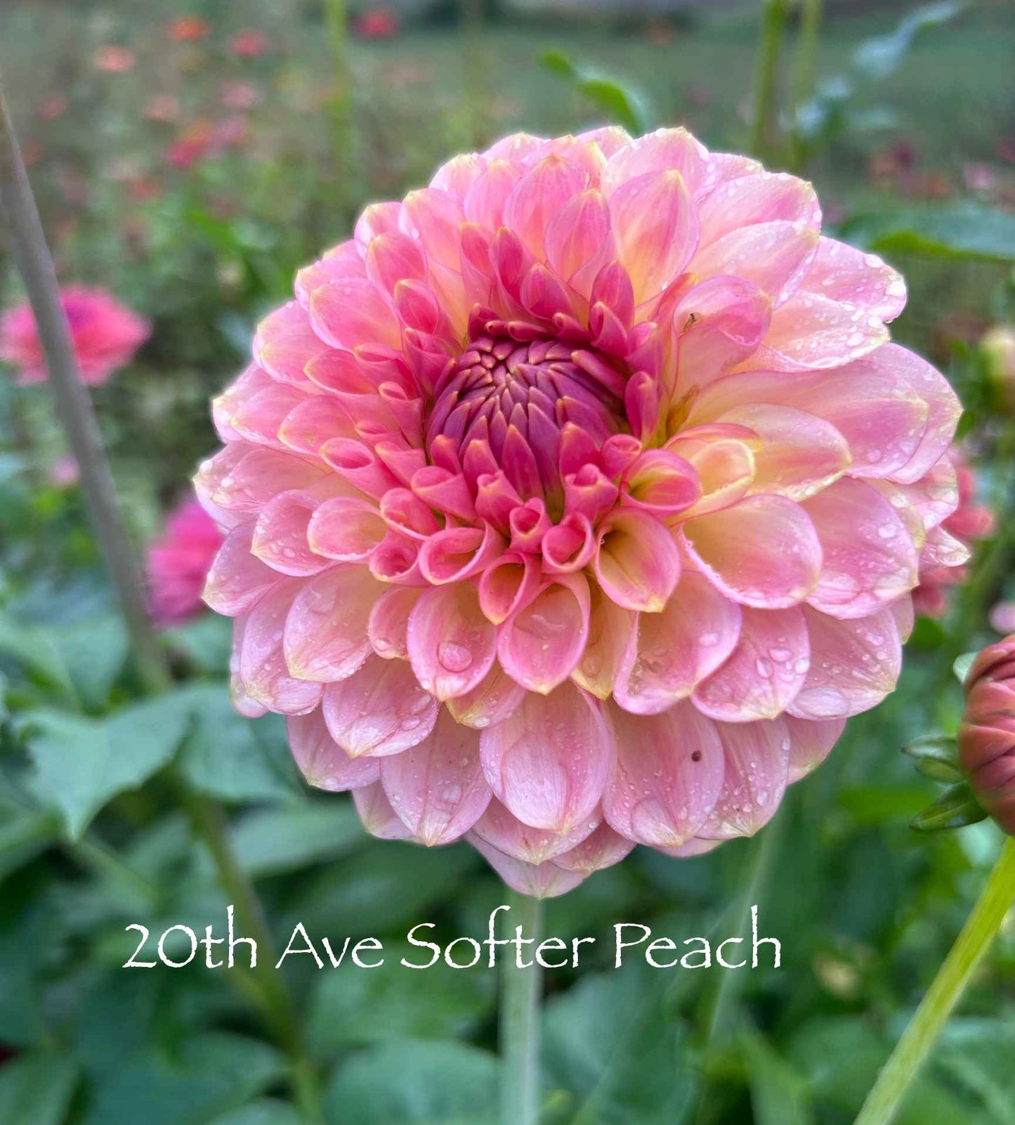 20th Ave Softer Peach Tuber