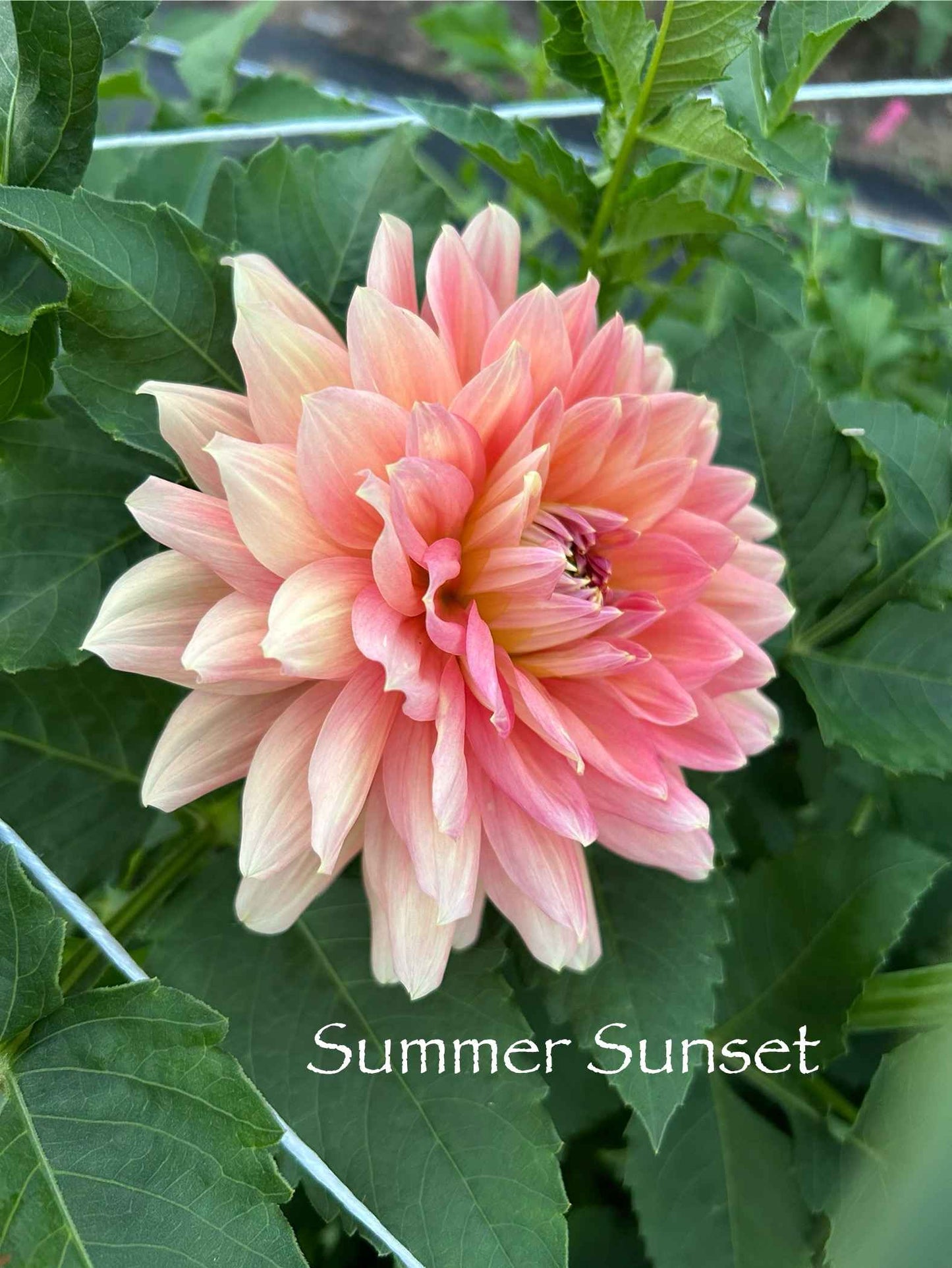 Ace Summer Sunset Tuber