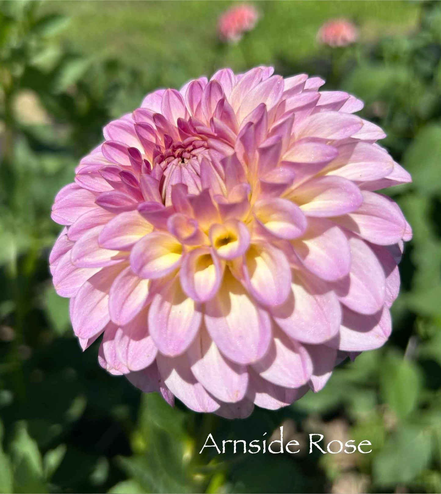 Arnside Rose Tuber