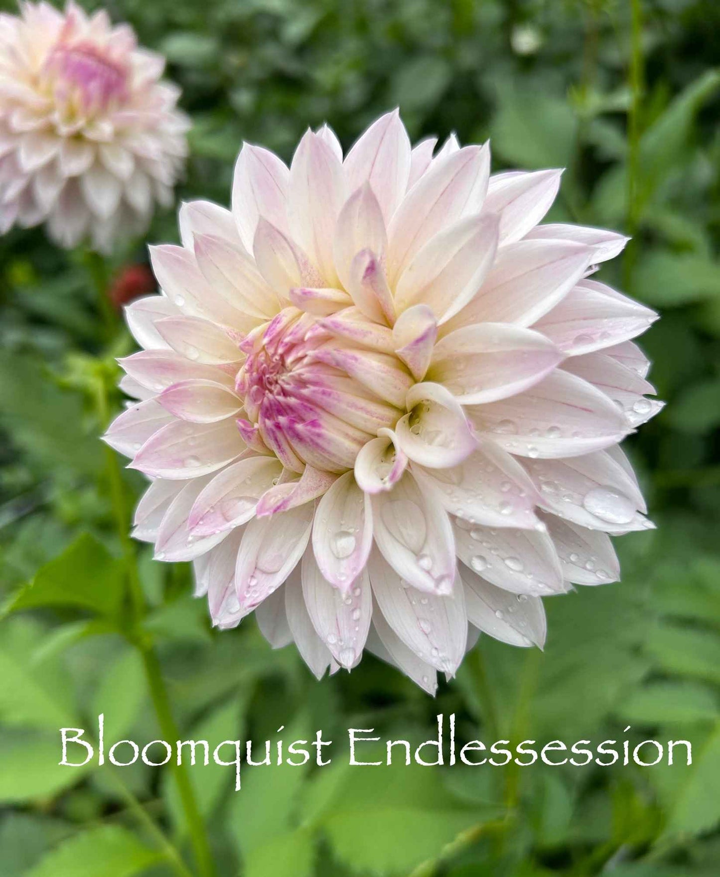 Bloomquist Endlesession Tuber