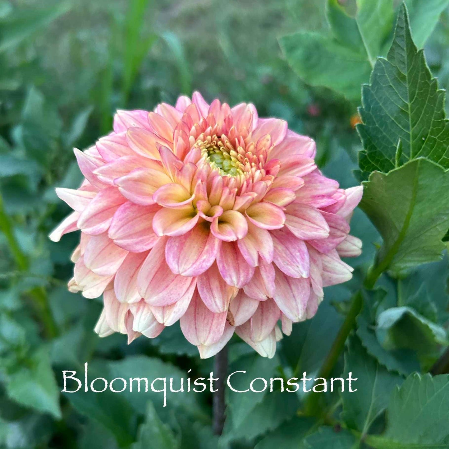 Bloomquist Constant Tuber