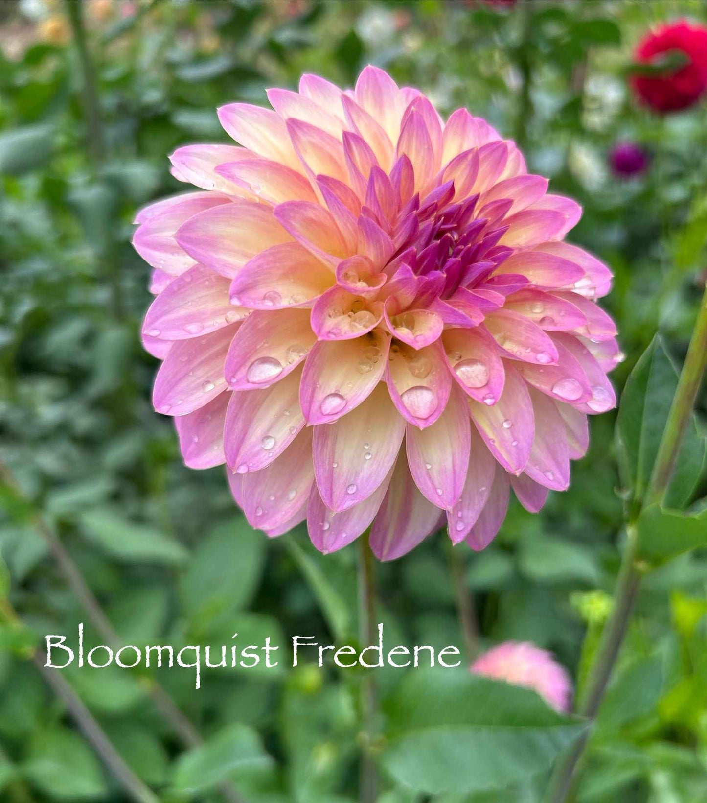 Bloomquist Fredene Tuber
