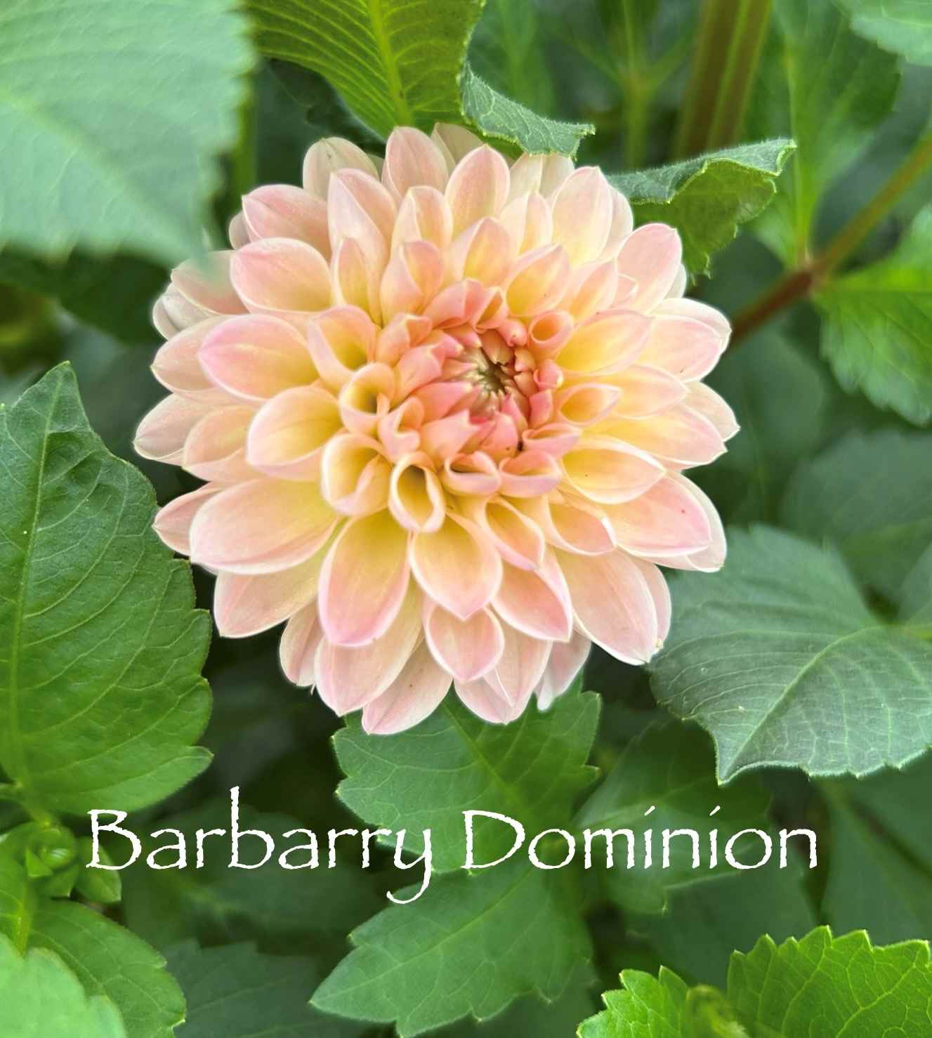 Barbarry Dominion Tuber