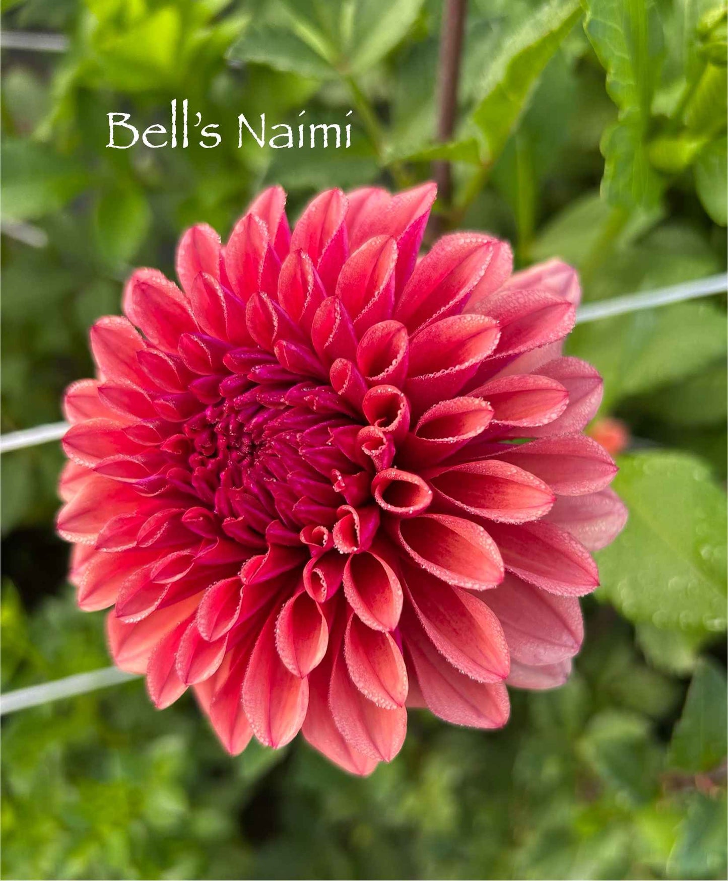 Bell's Naimi Tuber