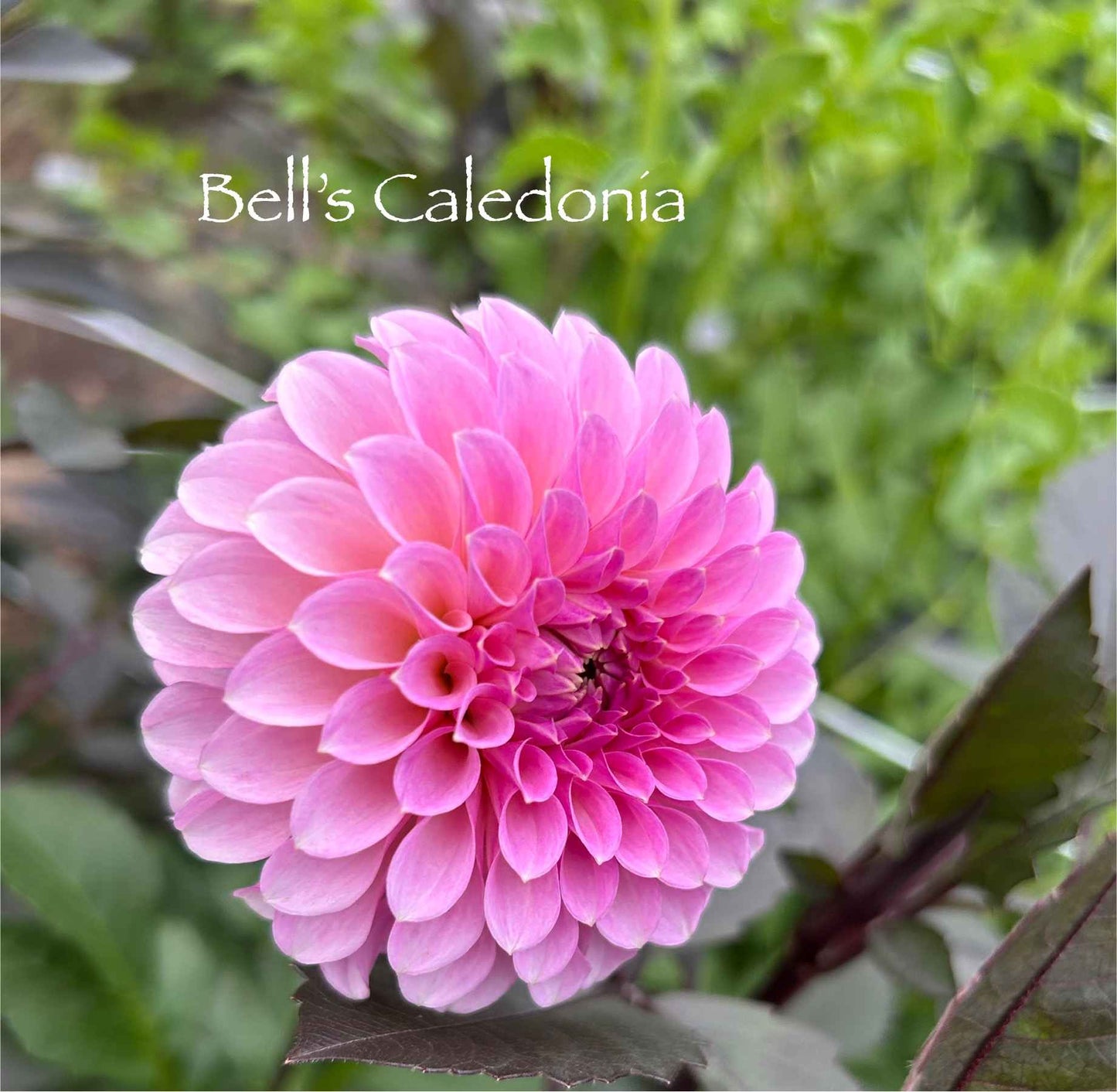 Bell's Caledonia Tuber