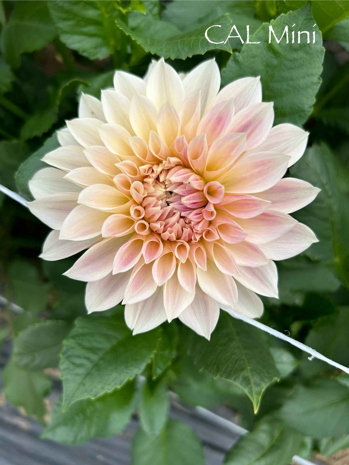 Cafe Au Lait Mini (Jolene) Tuber