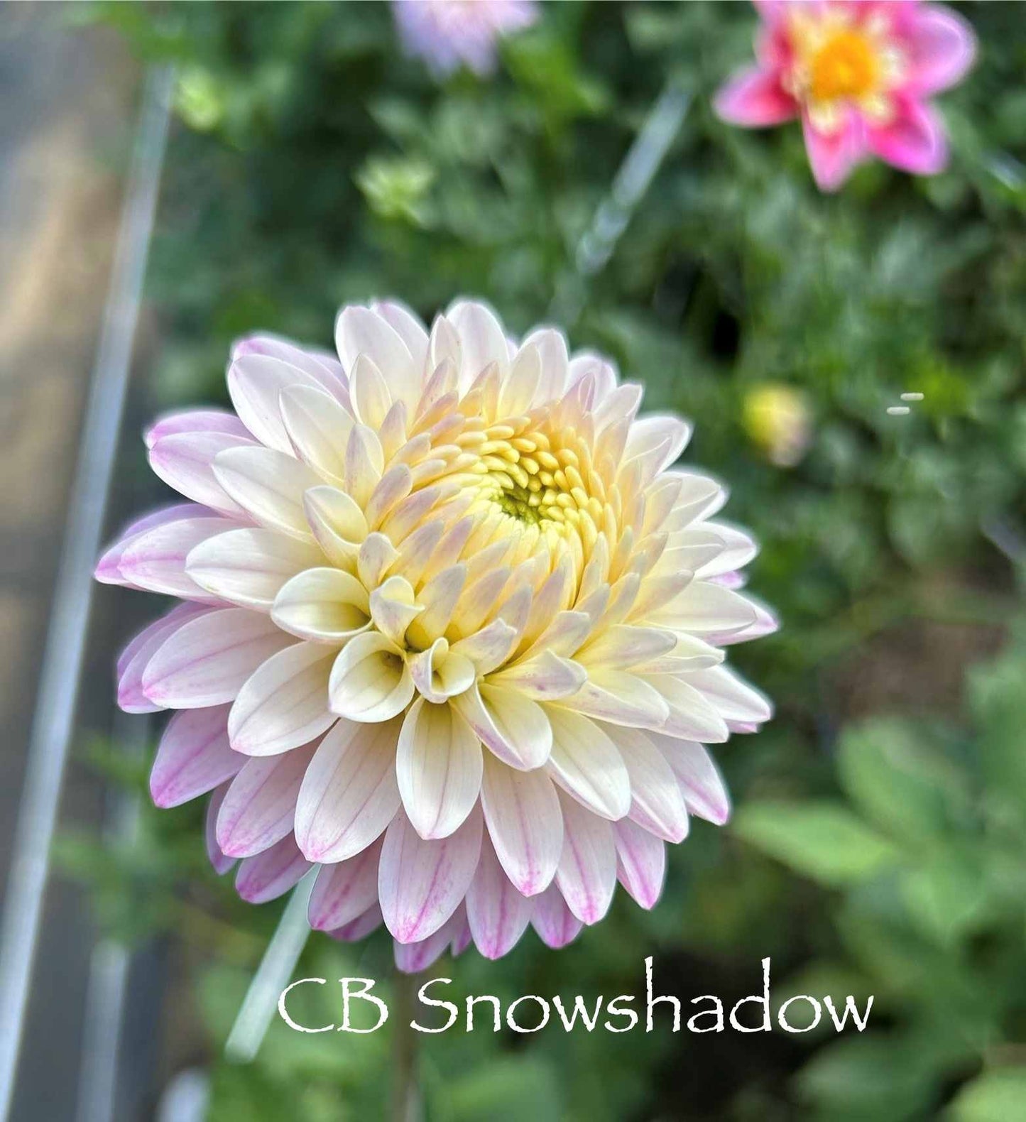 CB Snowshadow Tuber
