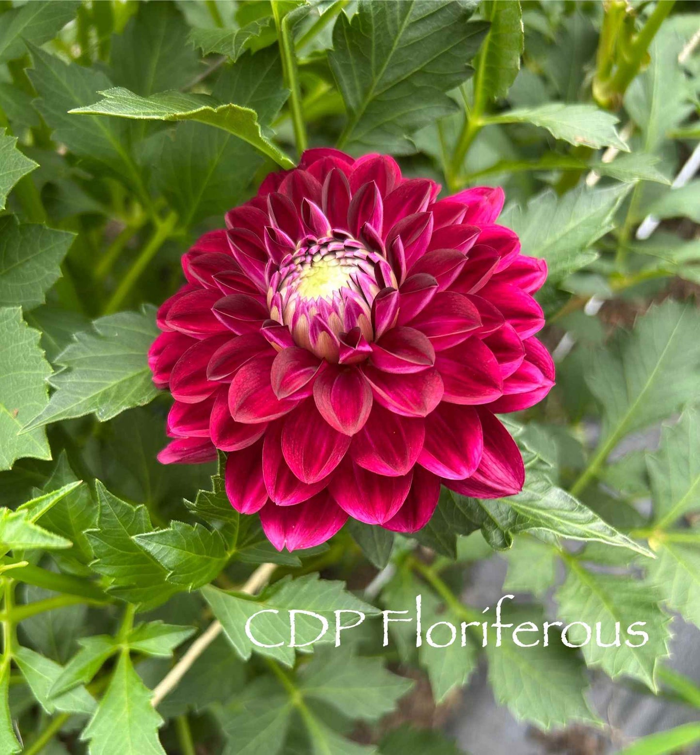 CDP Floriferous Tuber