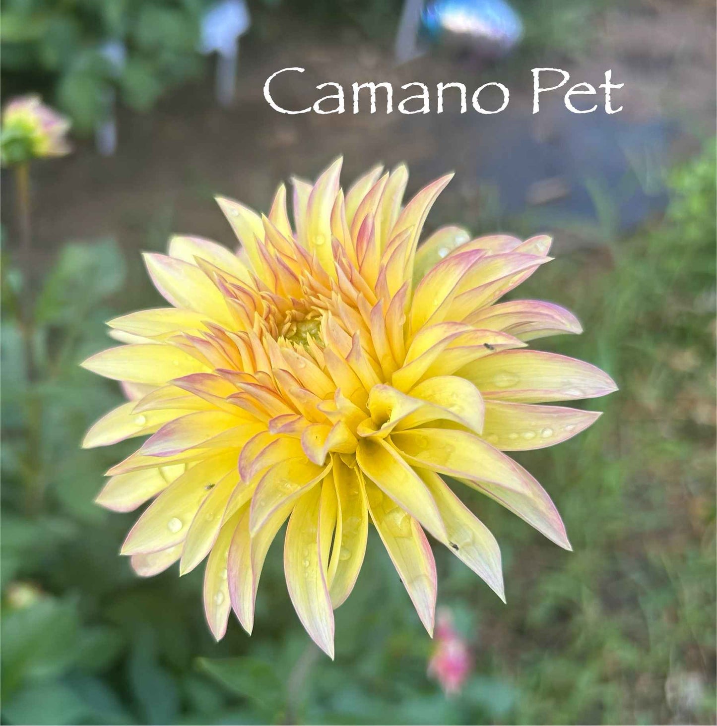 Camano Pet Tuber