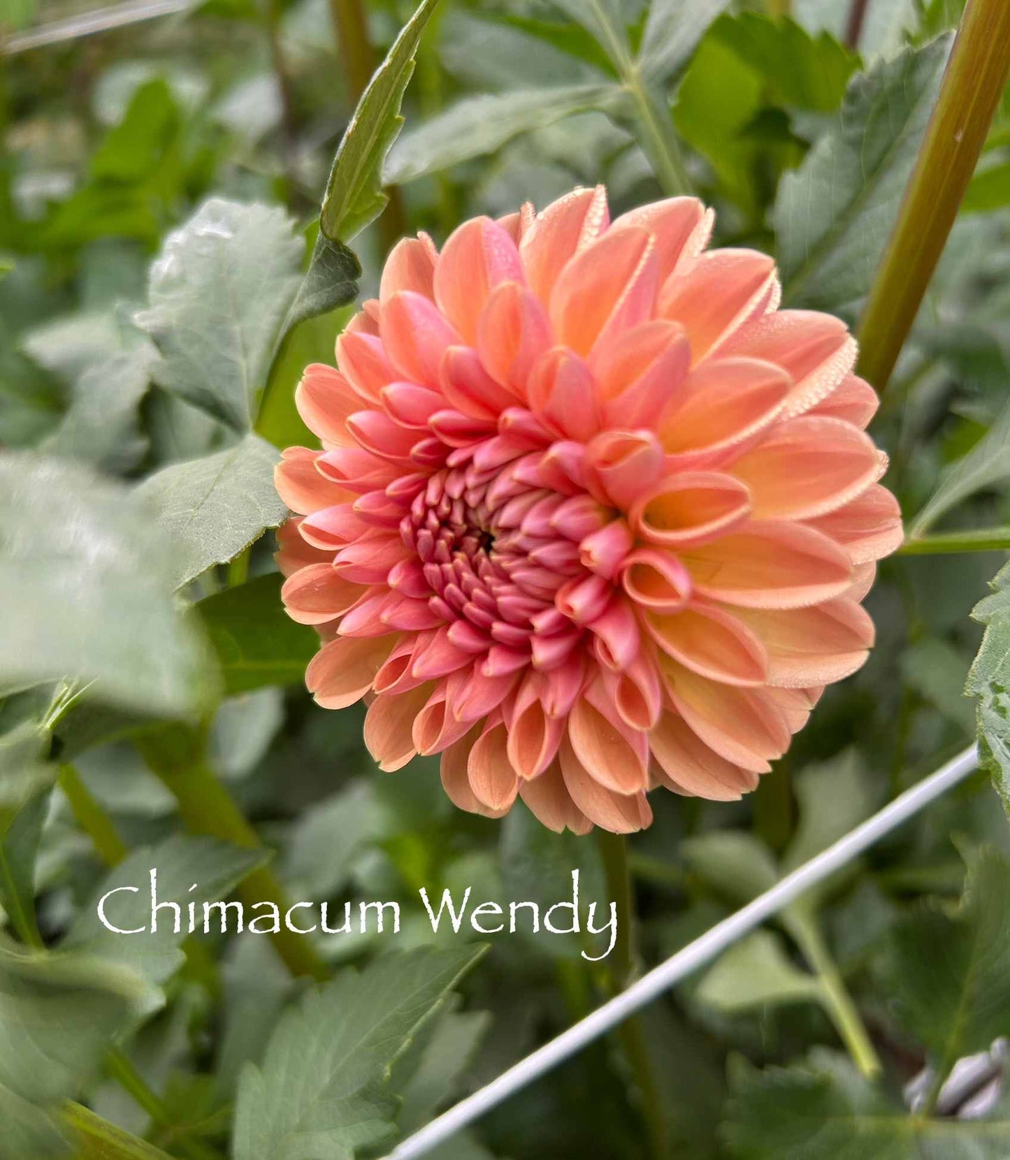 Chimacum Wendy Tuber