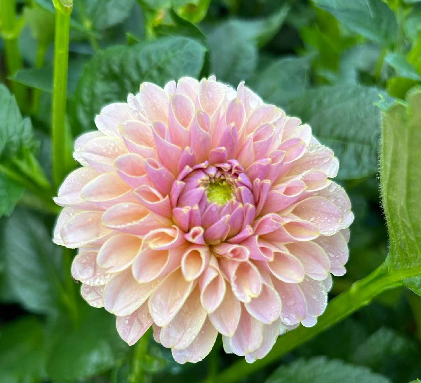 Cinder Rose Tuber