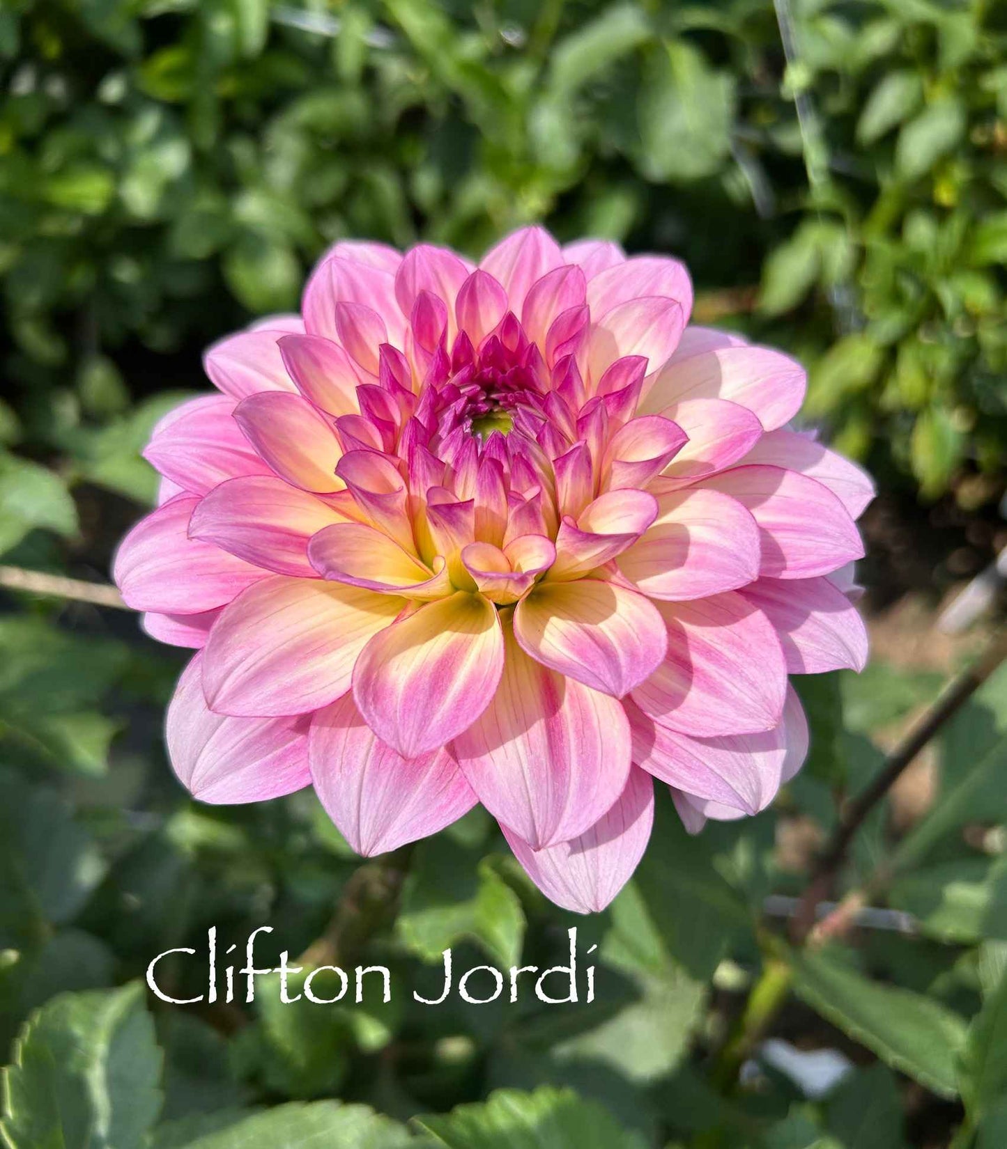 Clifton Jordi Tuber