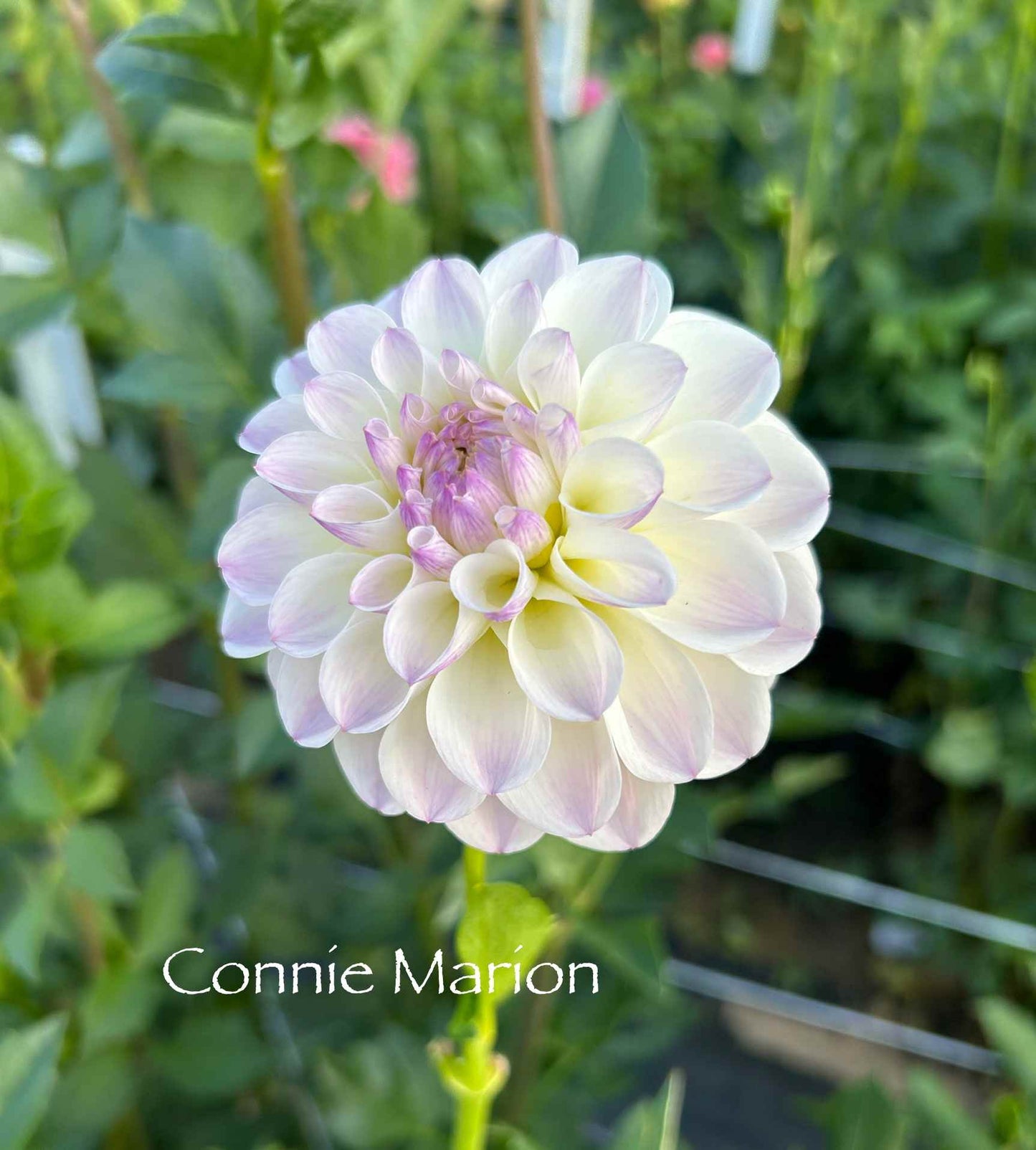 Connie Marion Tuber