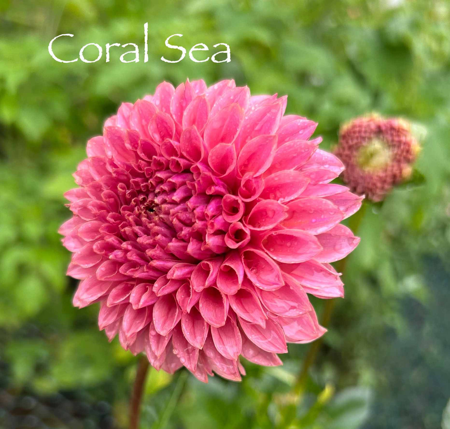 Coral Sea Tuber