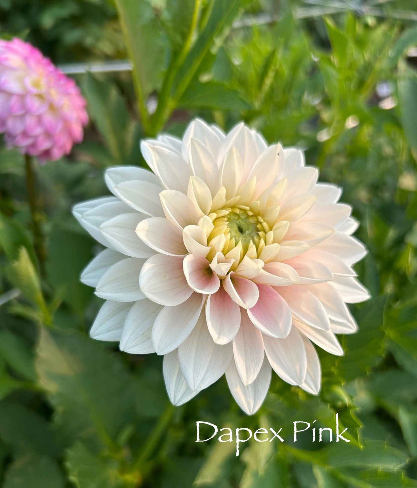 Dapex Pink Delight Tuber