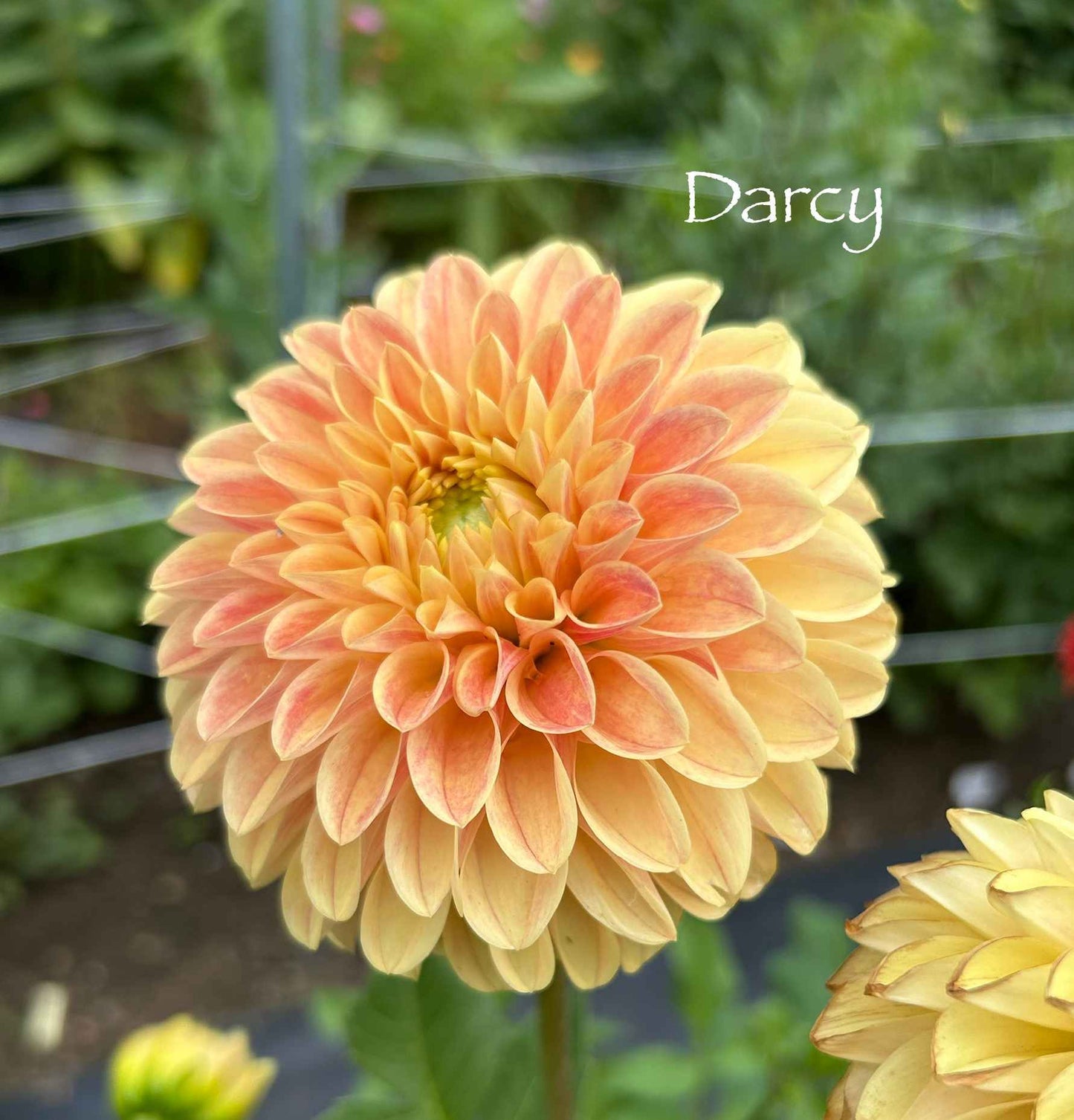 Darcy Tuber