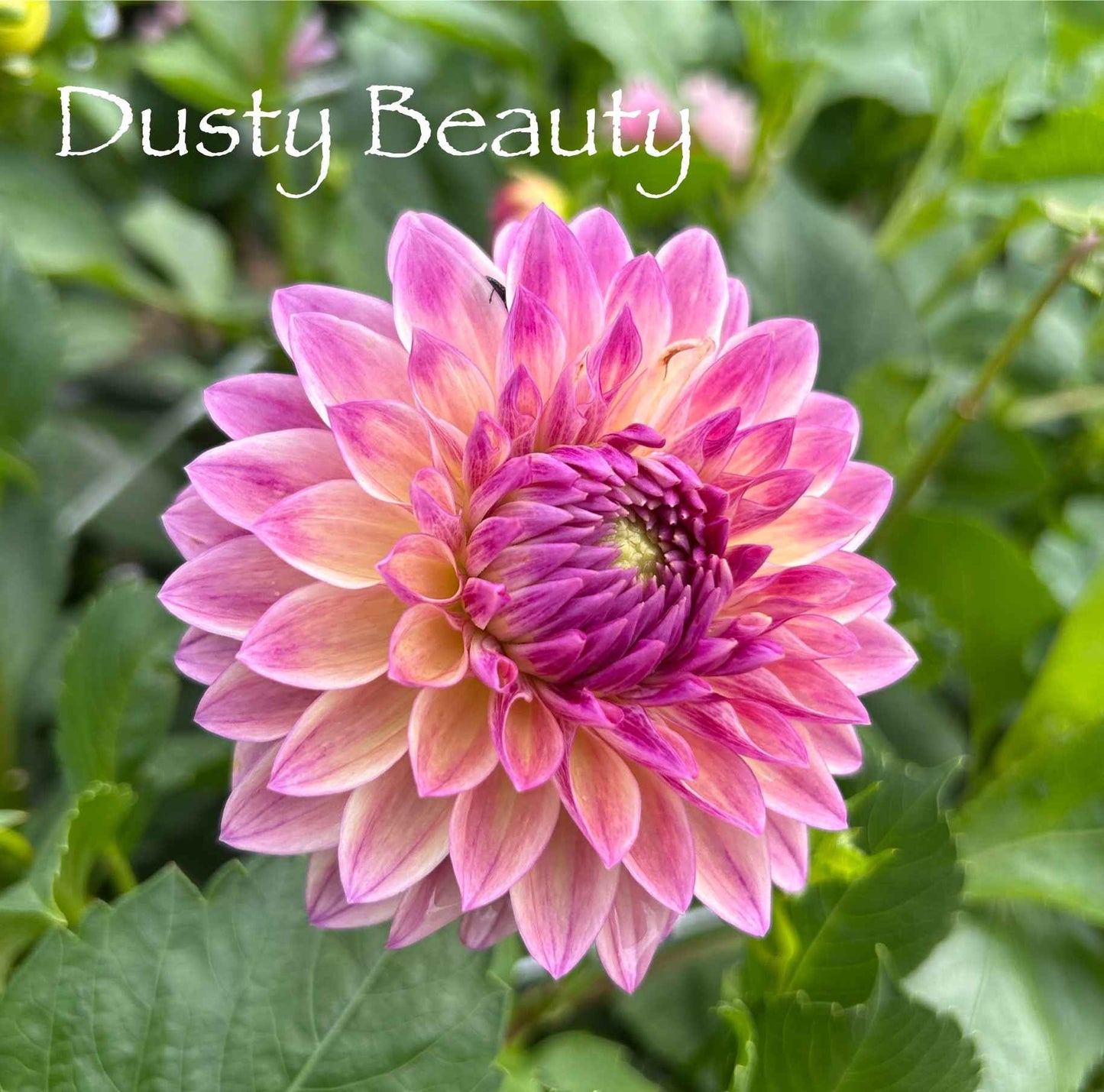 Dusty Beauty Tuber