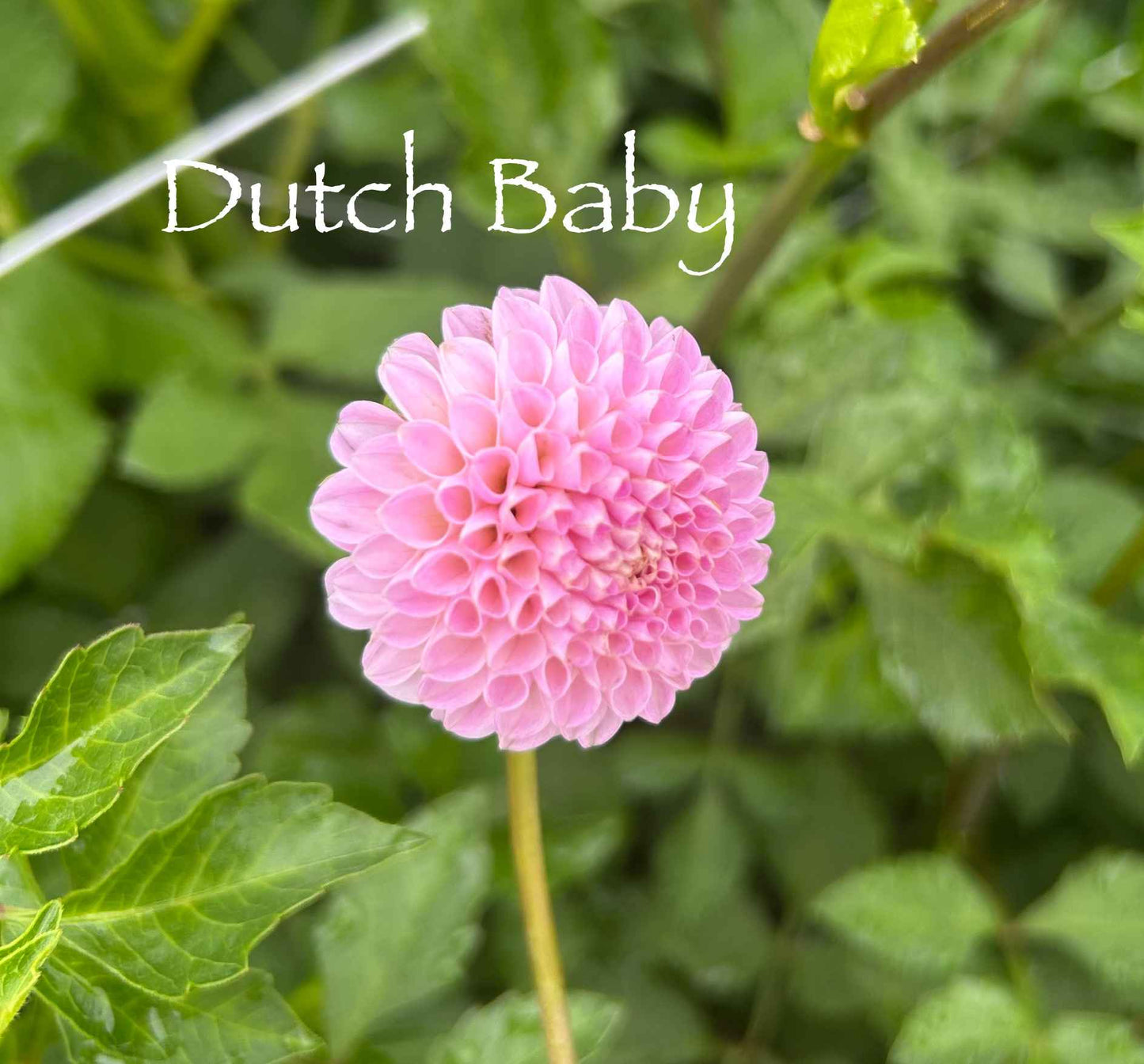 Dutch Baby Tuber