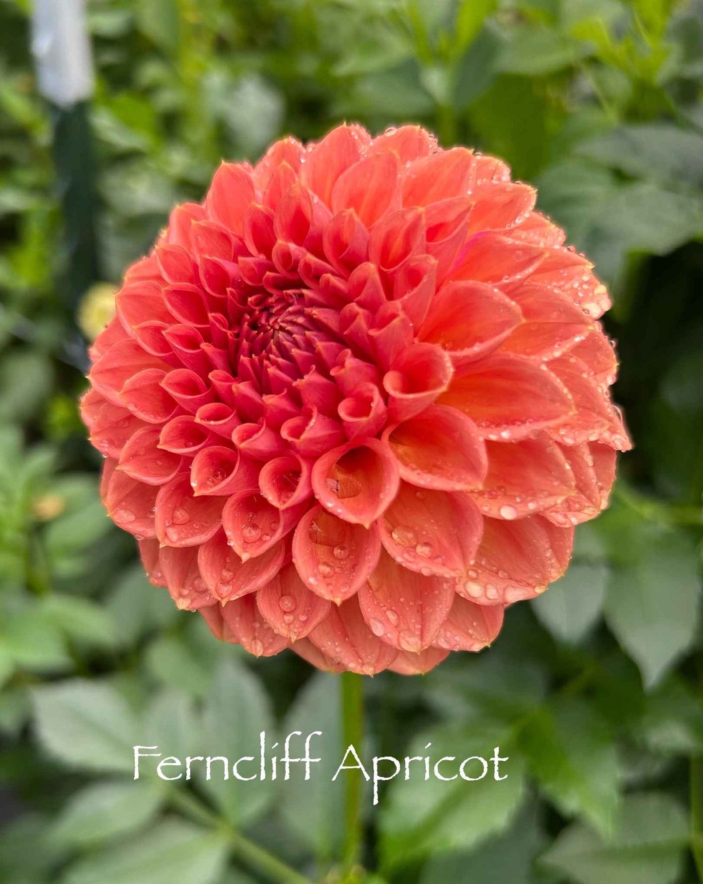 Ferncliff Apricot Tuber