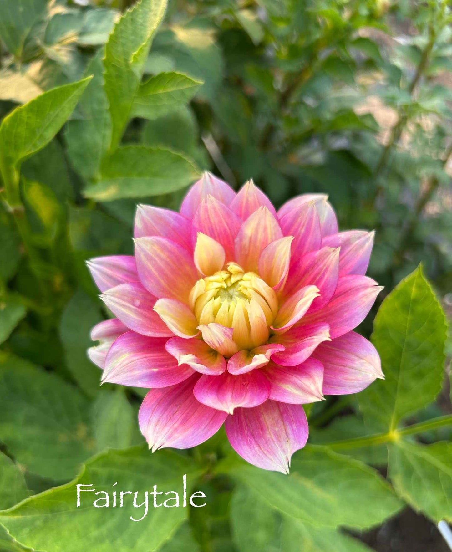 Fairytale Tuber