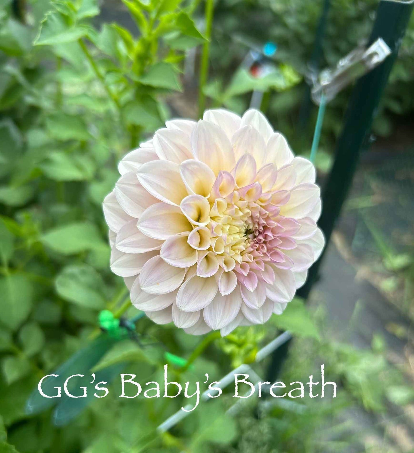 GG's Baby's Breath Tuber
