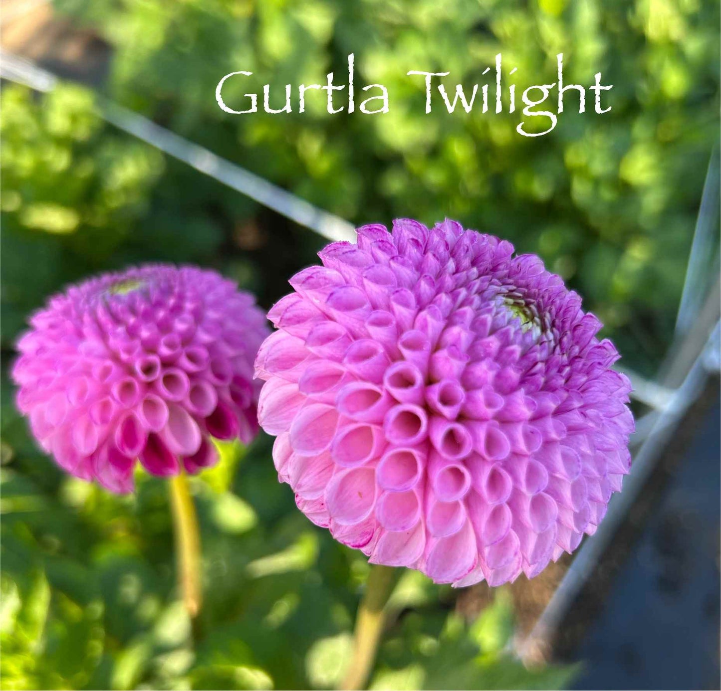Gurtla Twilight Tuber