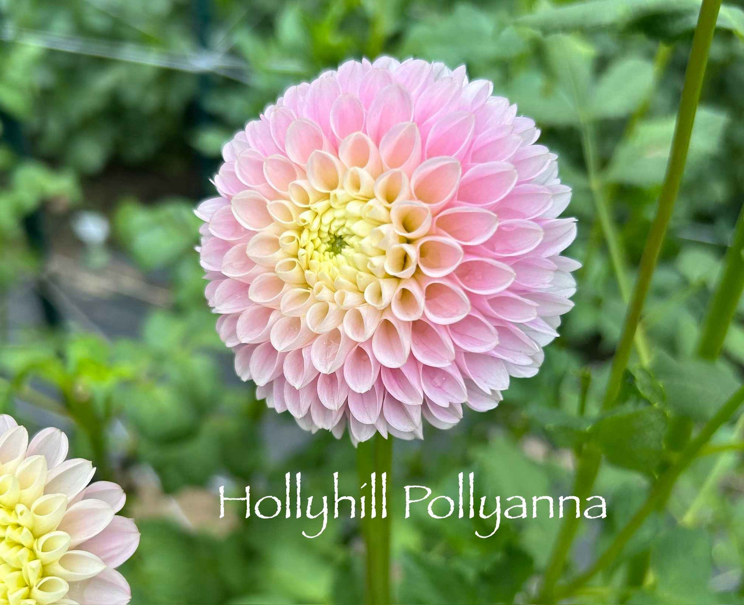 Hollyhill Pollyanna Tuber