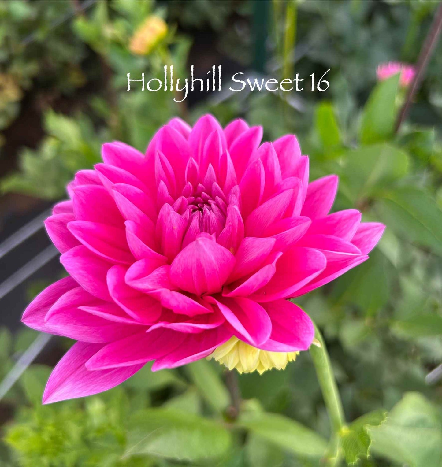 Hollyhill Sweet 16 Tuber