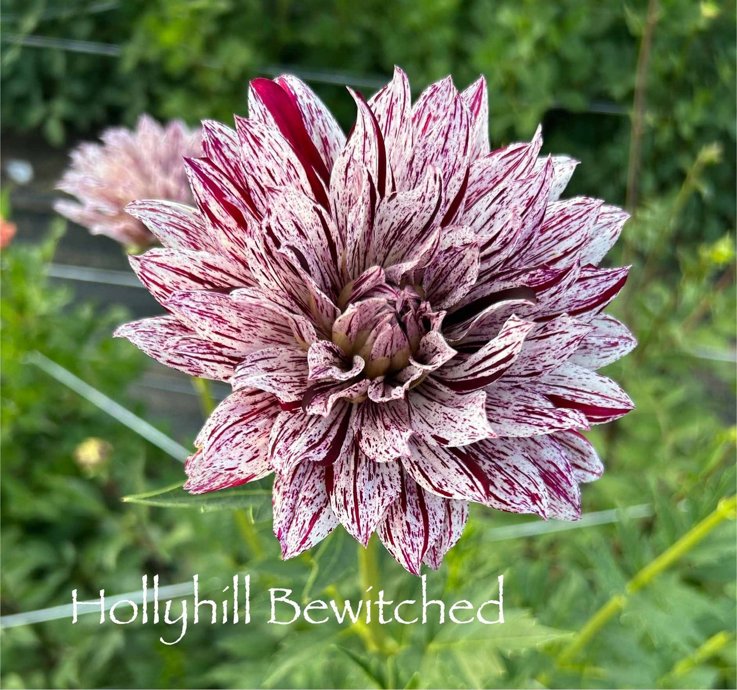 Hollyhill Bewitched Tuber