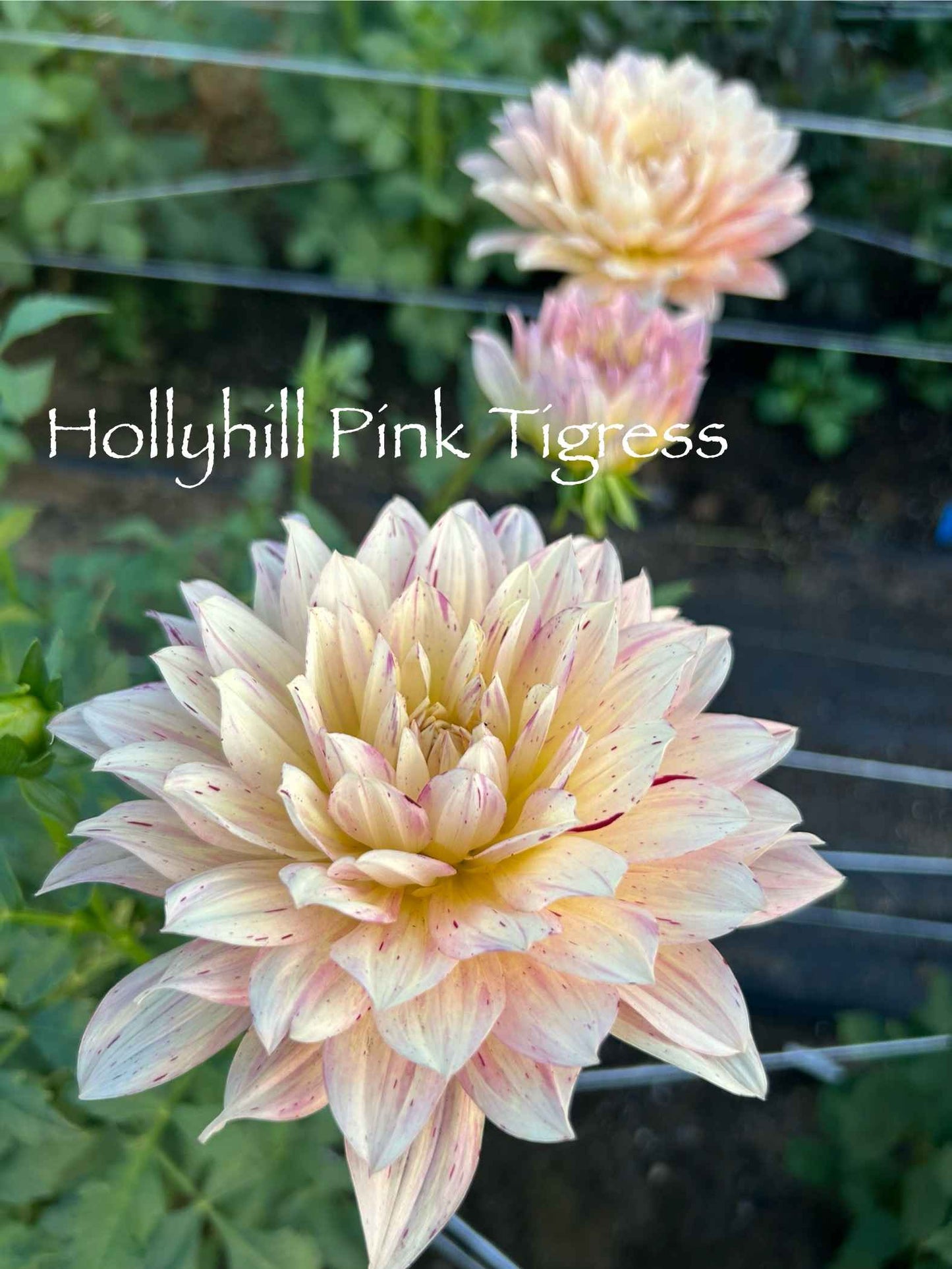 Hollyhill Pink Tigress Tuber