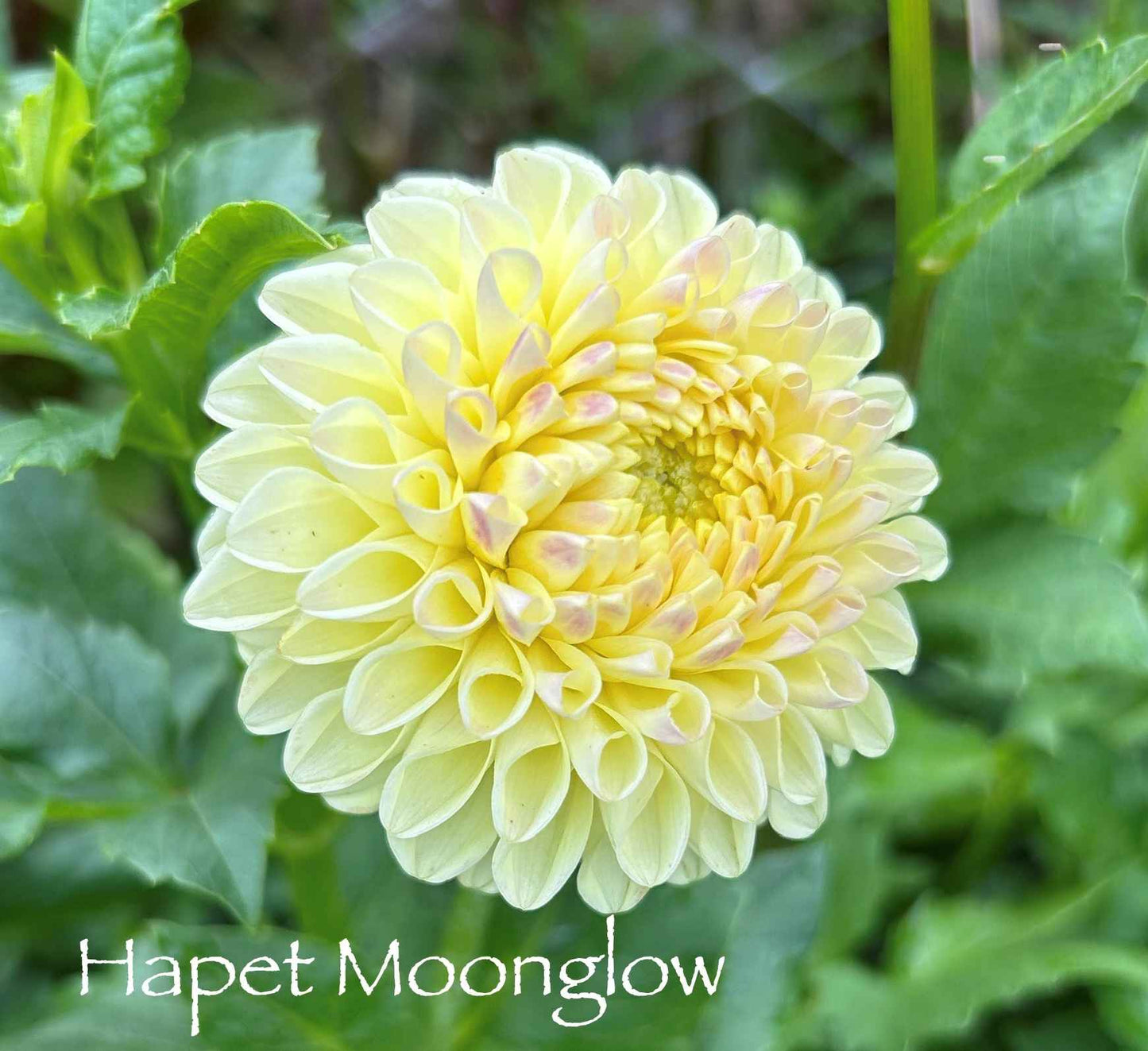Hapet Moonglow Tuber