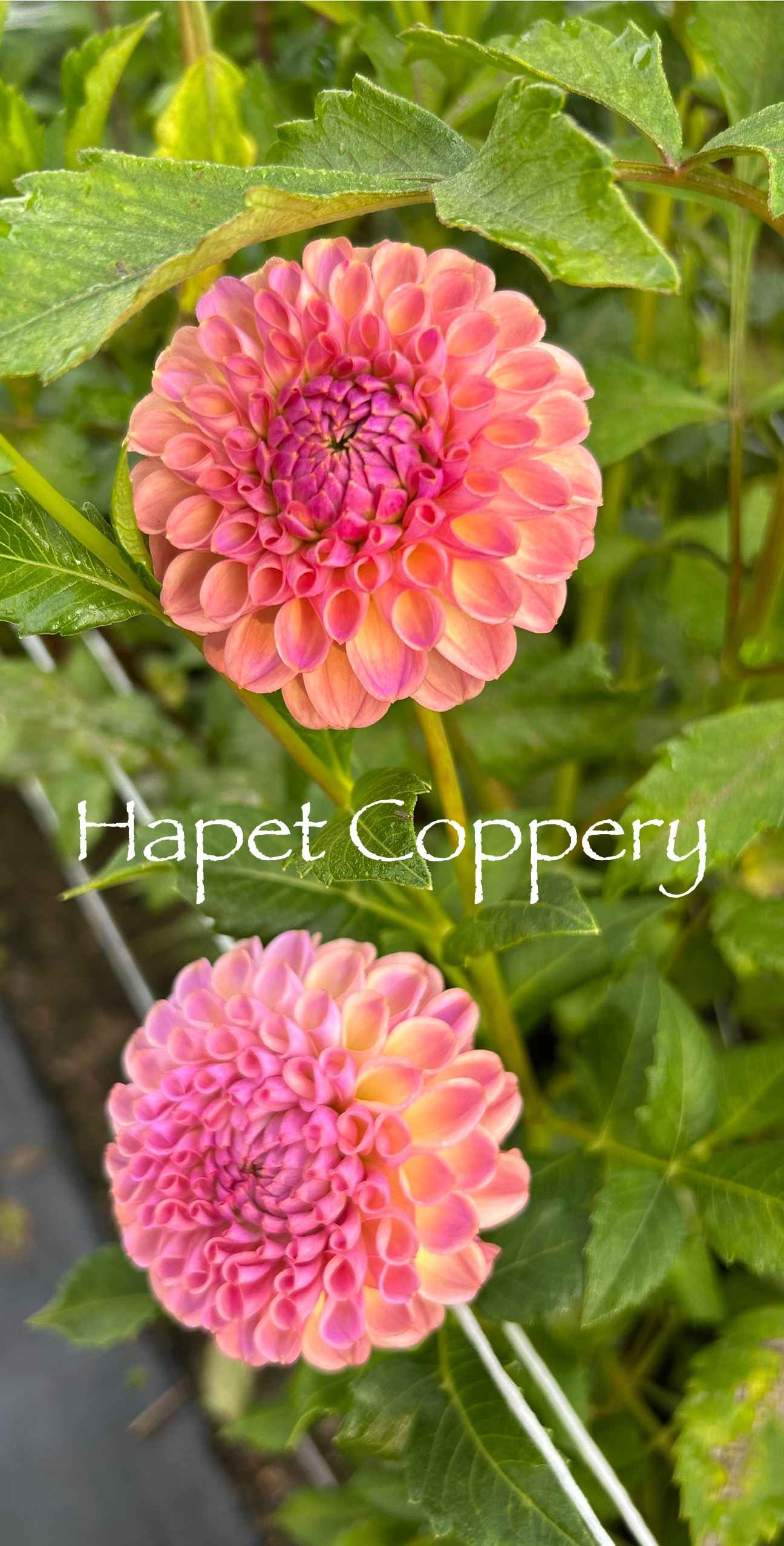 Hapet Coppery Tuber