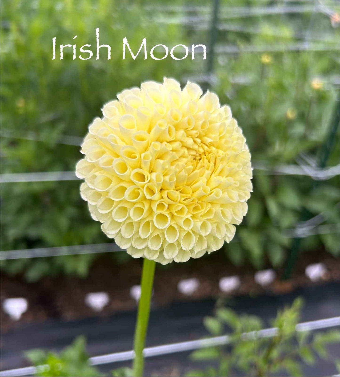 Irish Moon Tuber