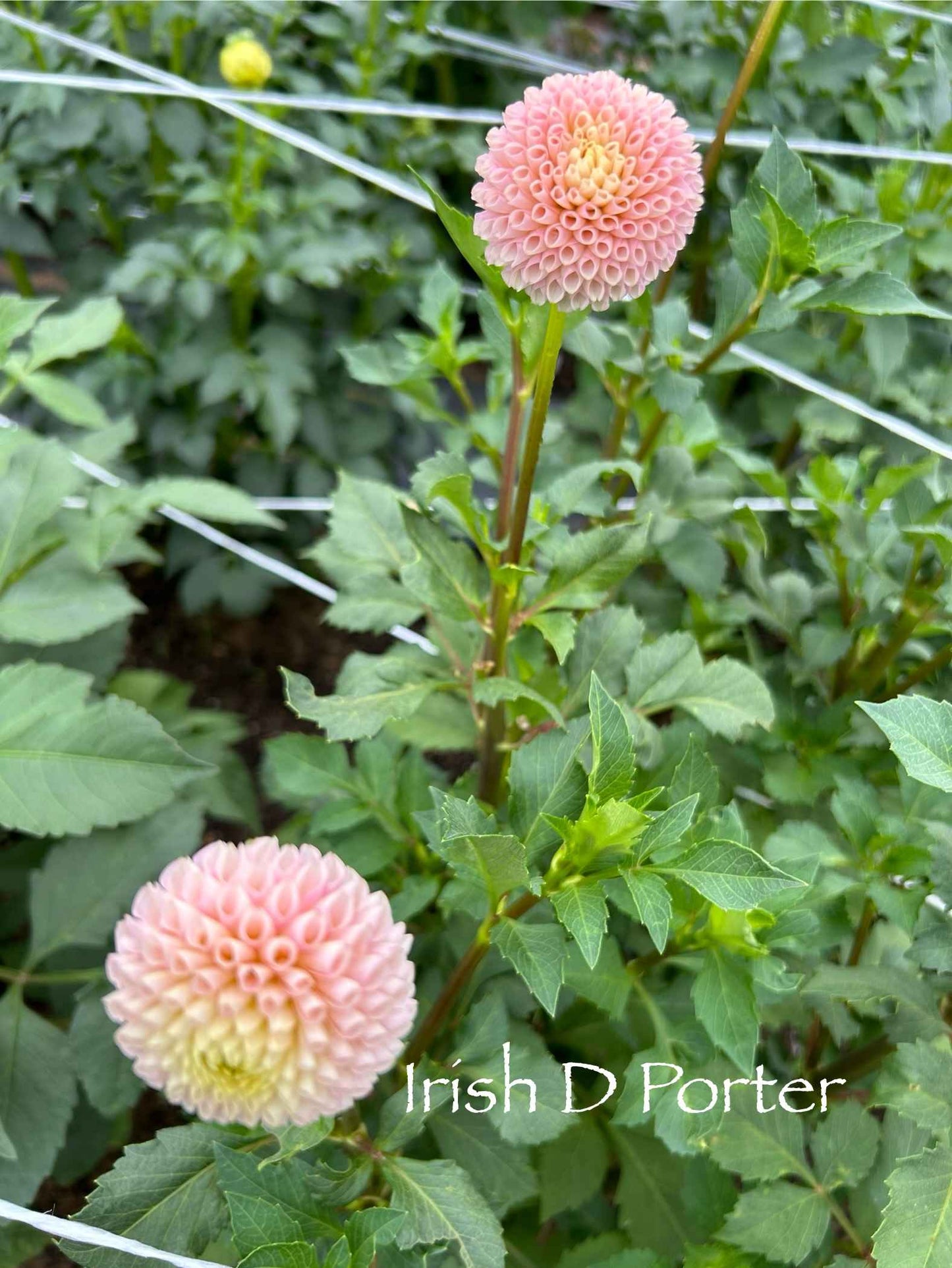 Irish D Porter Tuber