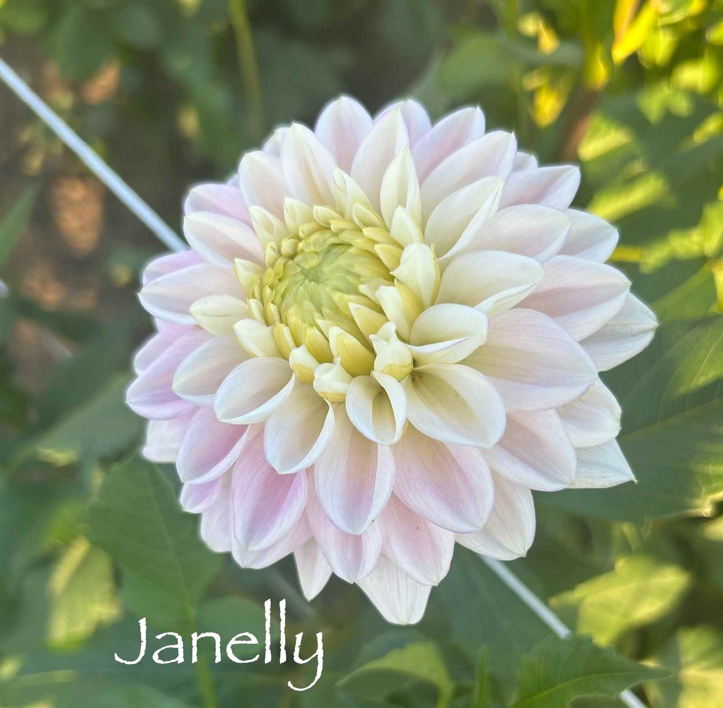 Janelly Tuber