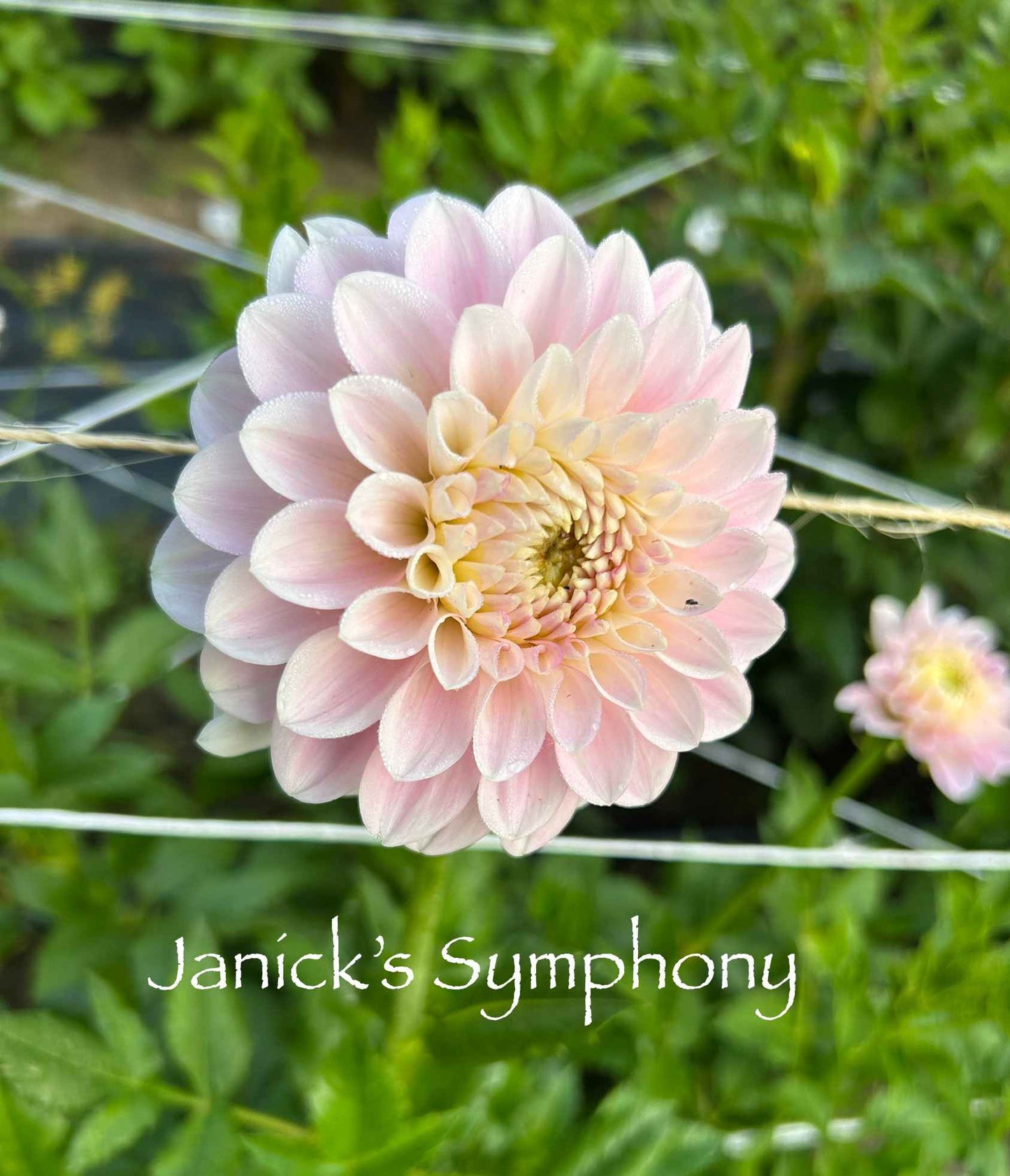 Janick's Symphony Tuber