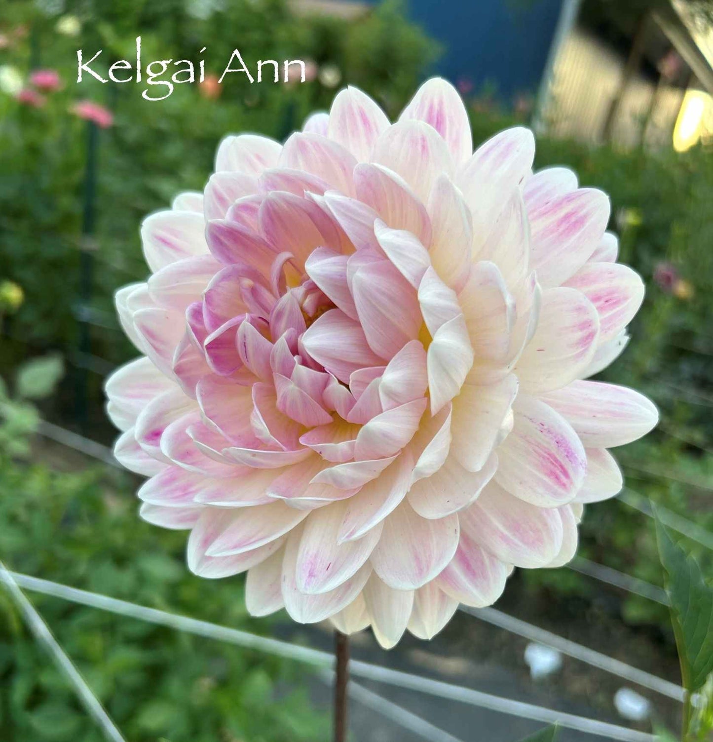 Kelgai Ann Tuber