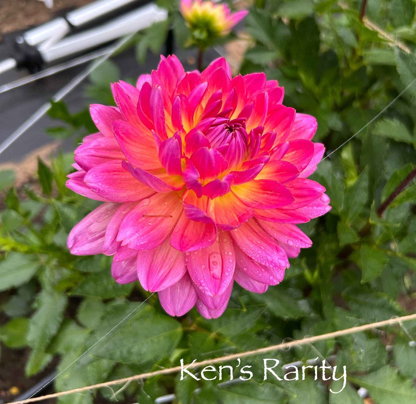 Ken's Rarity Tuber