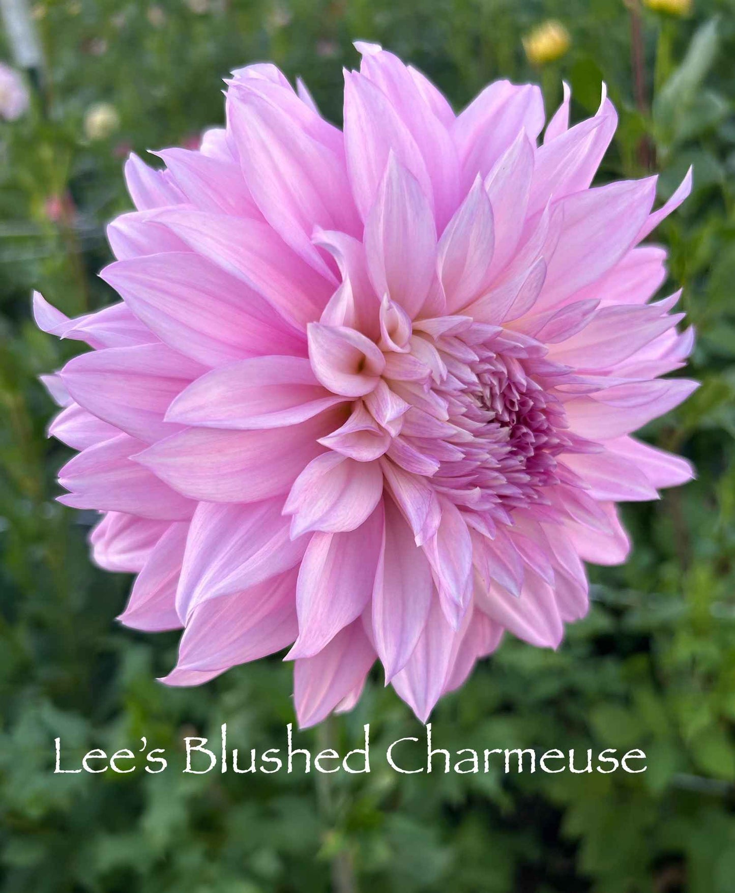 Lee's Blushed Charmeuse Tuber
