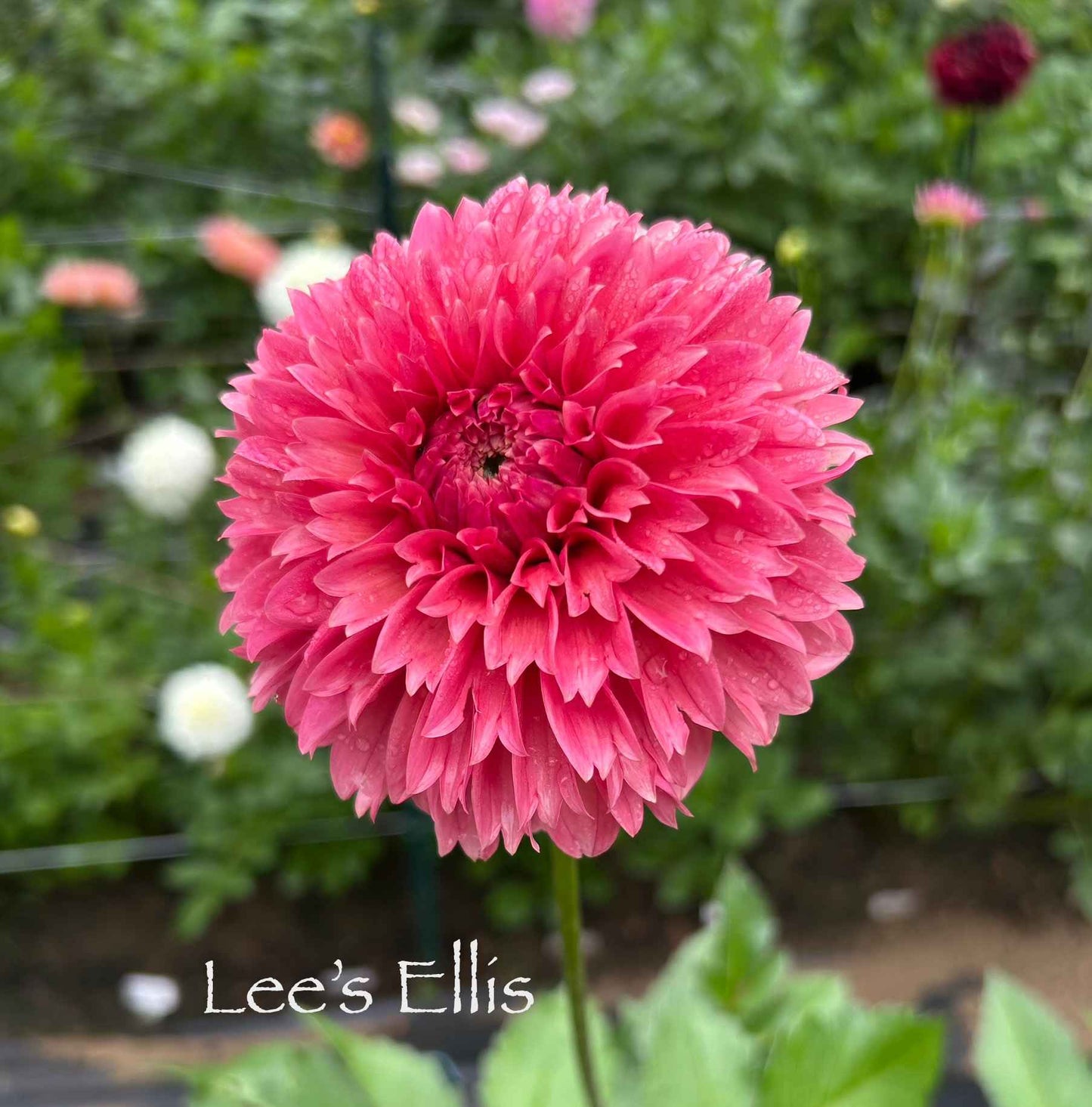 Lee's Ellis Tuber