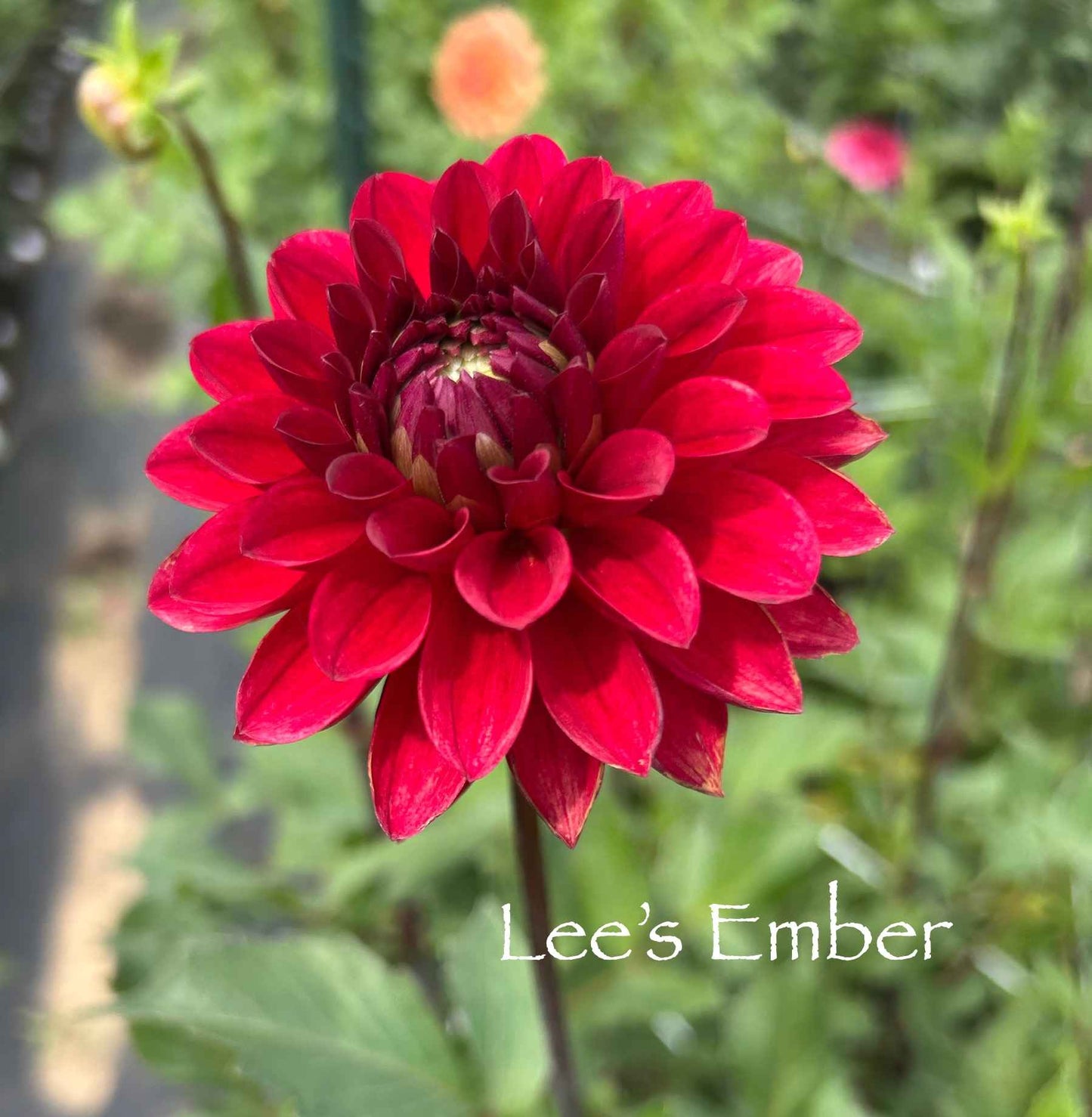 Lee's Ember Tuber