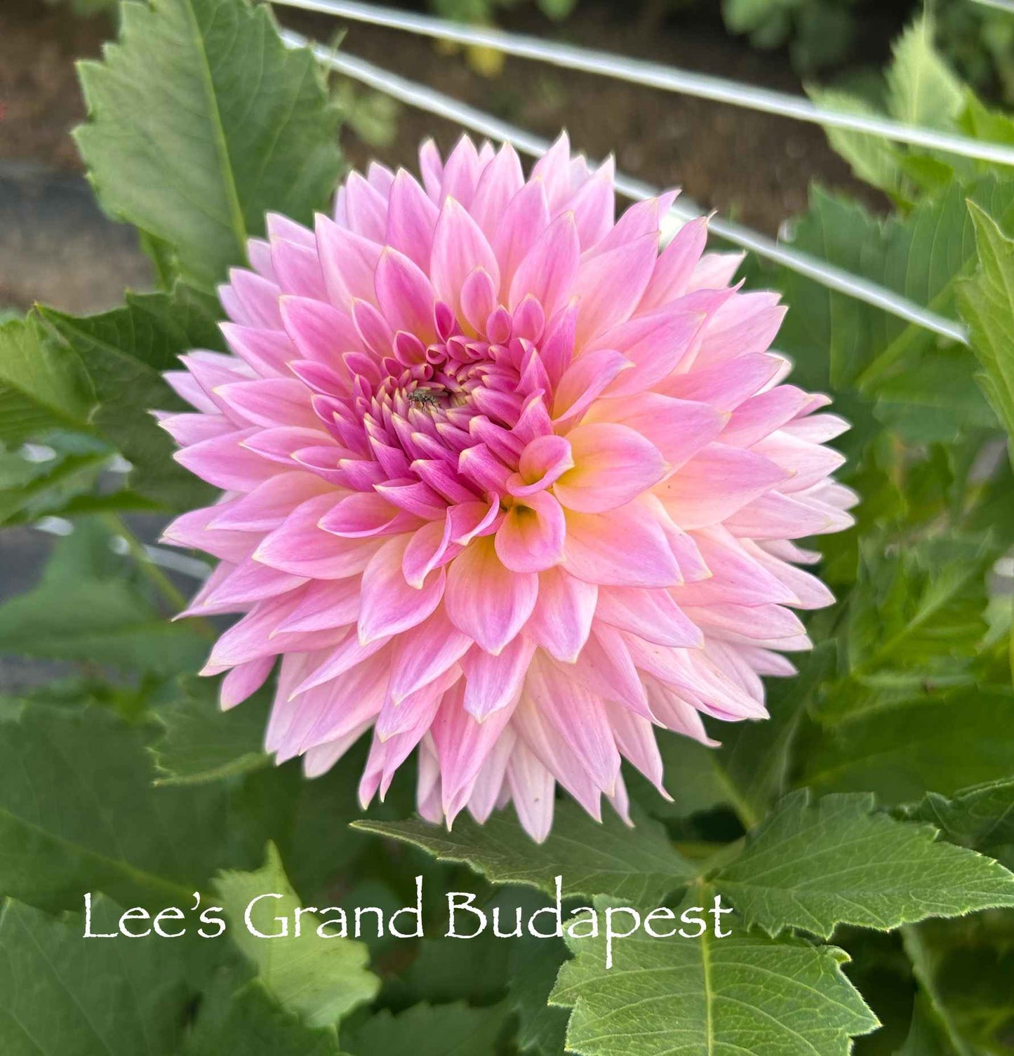 Lee's Grand Budapest Tuber