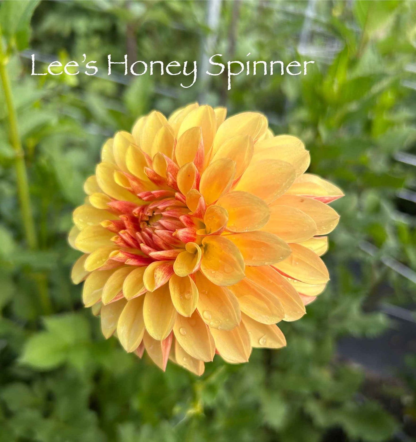 Lee's Honey Spinner Tuber