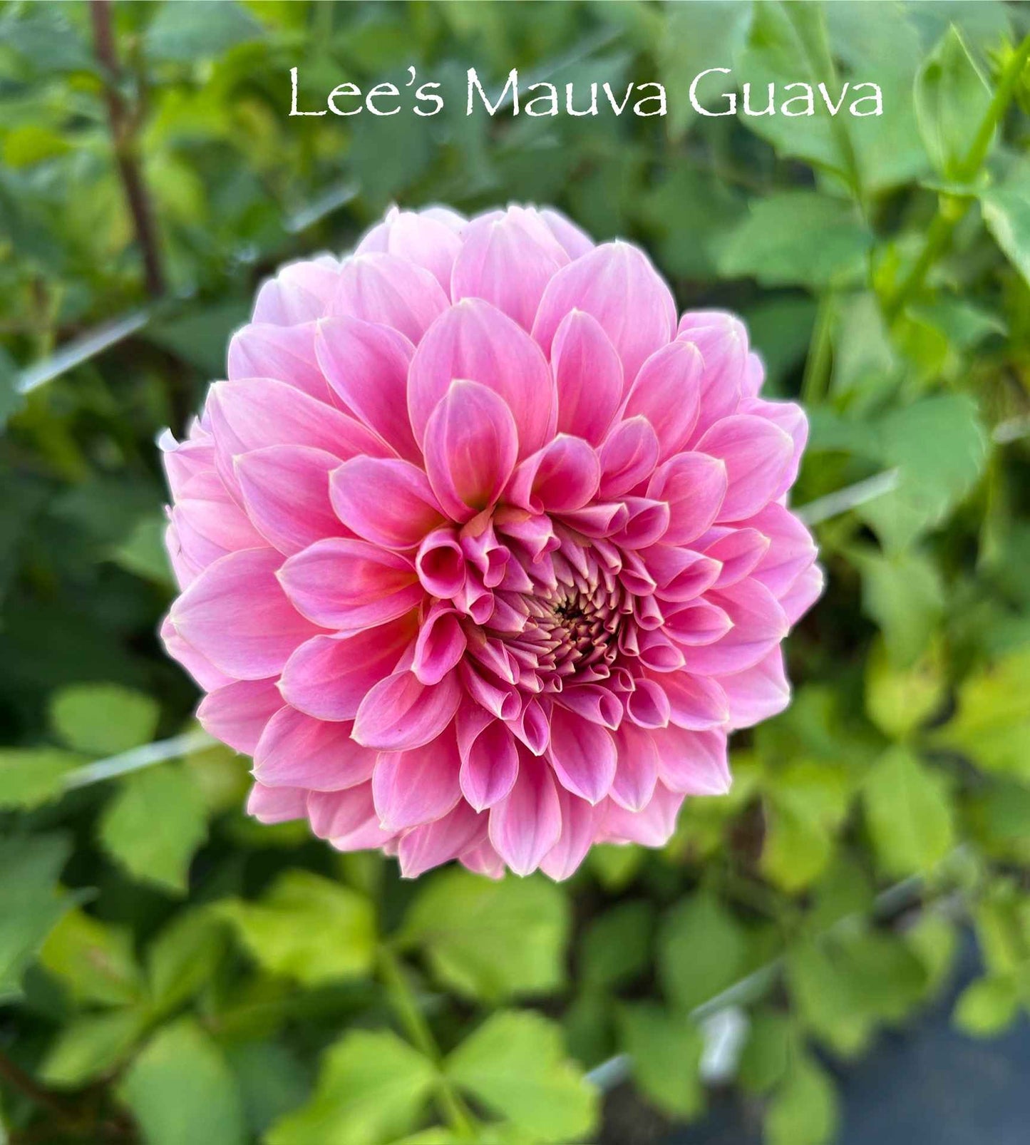 Lee's Mauva Guava Tuber