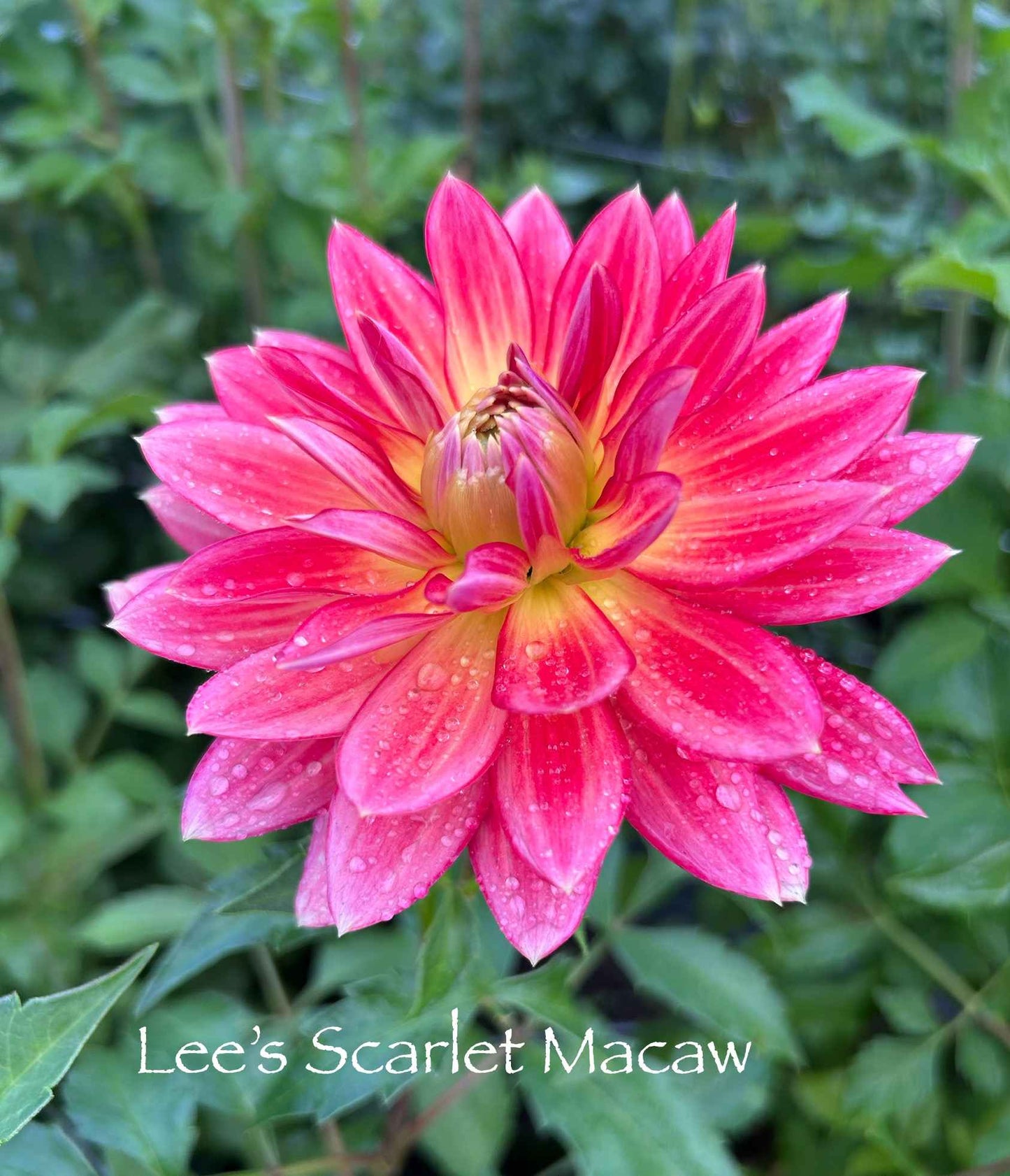 Lee's Scarlet Macaw Tuber