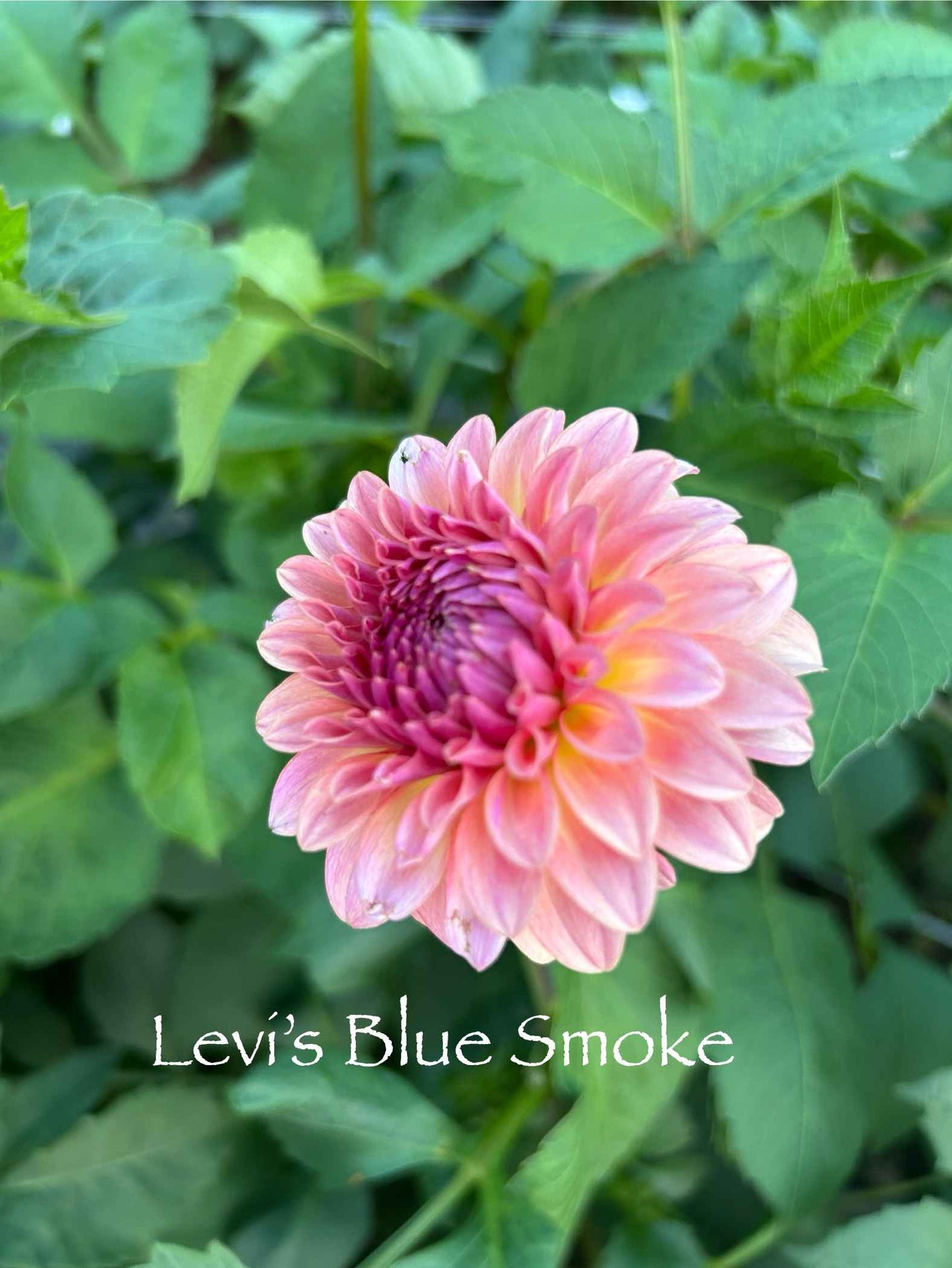 Levi's Blue Smoke Tuber