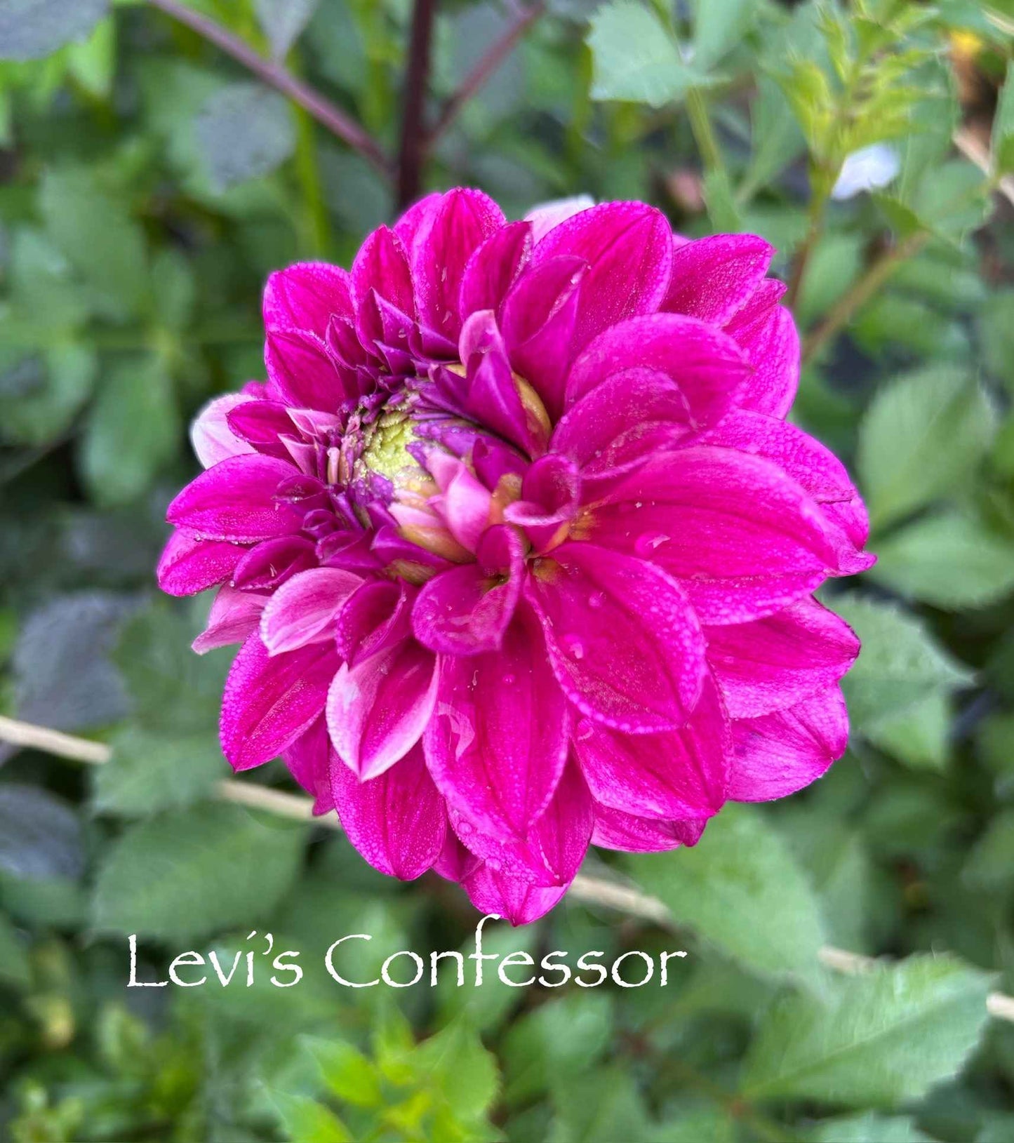Levi's Confessor Tuber