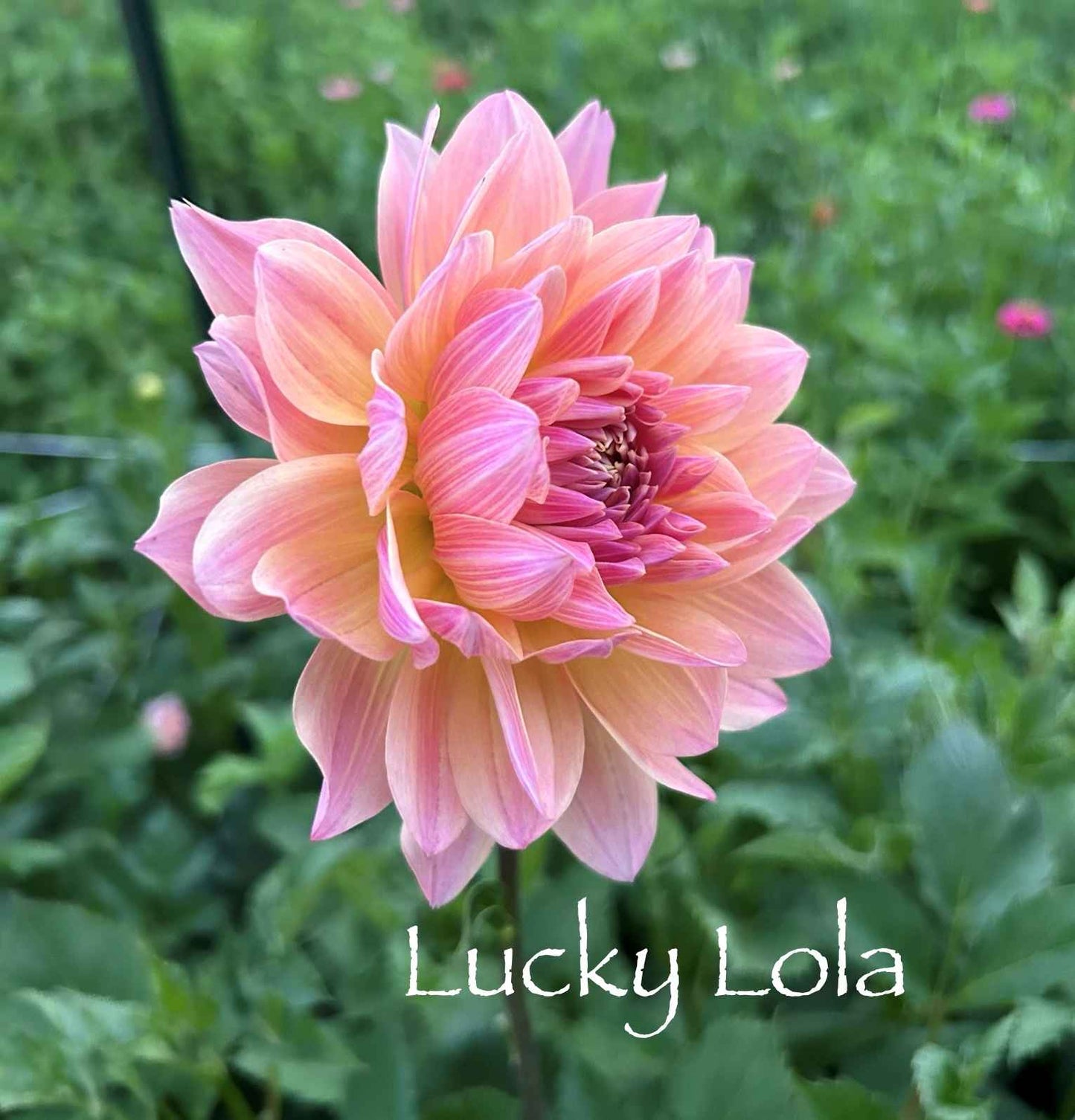 Lucky Lola Tuber