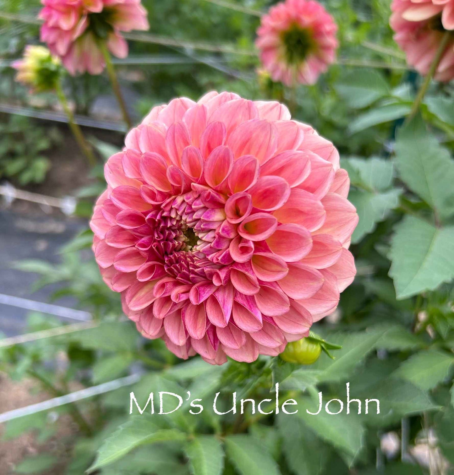 MD's Uncle John Tuber