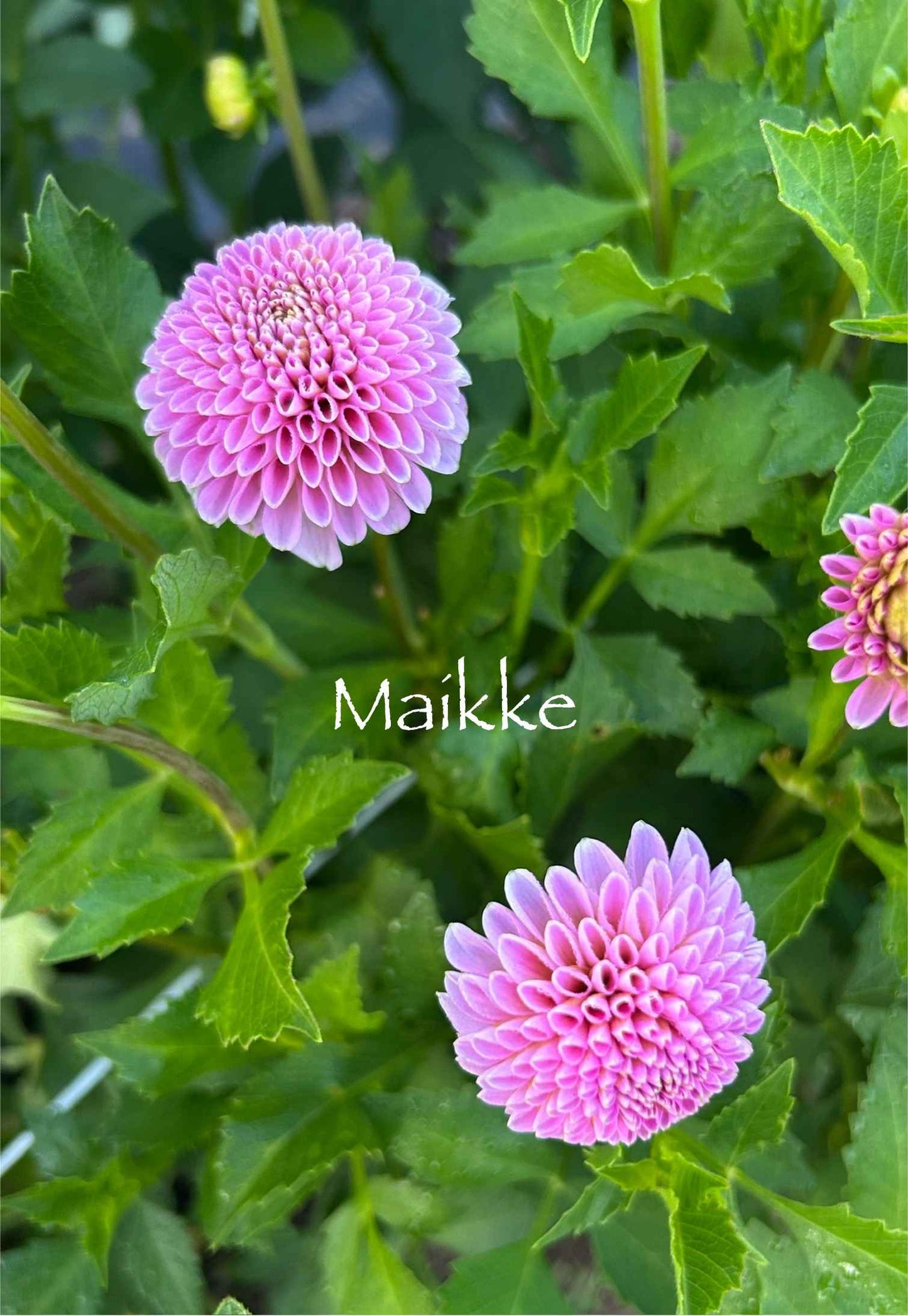 Maaike Tuber
